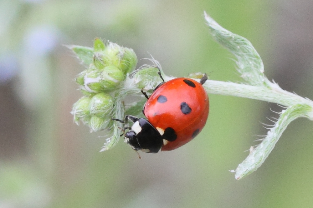Afficher le média coccinella_septempunctata7md coccinella_septempunctata7md