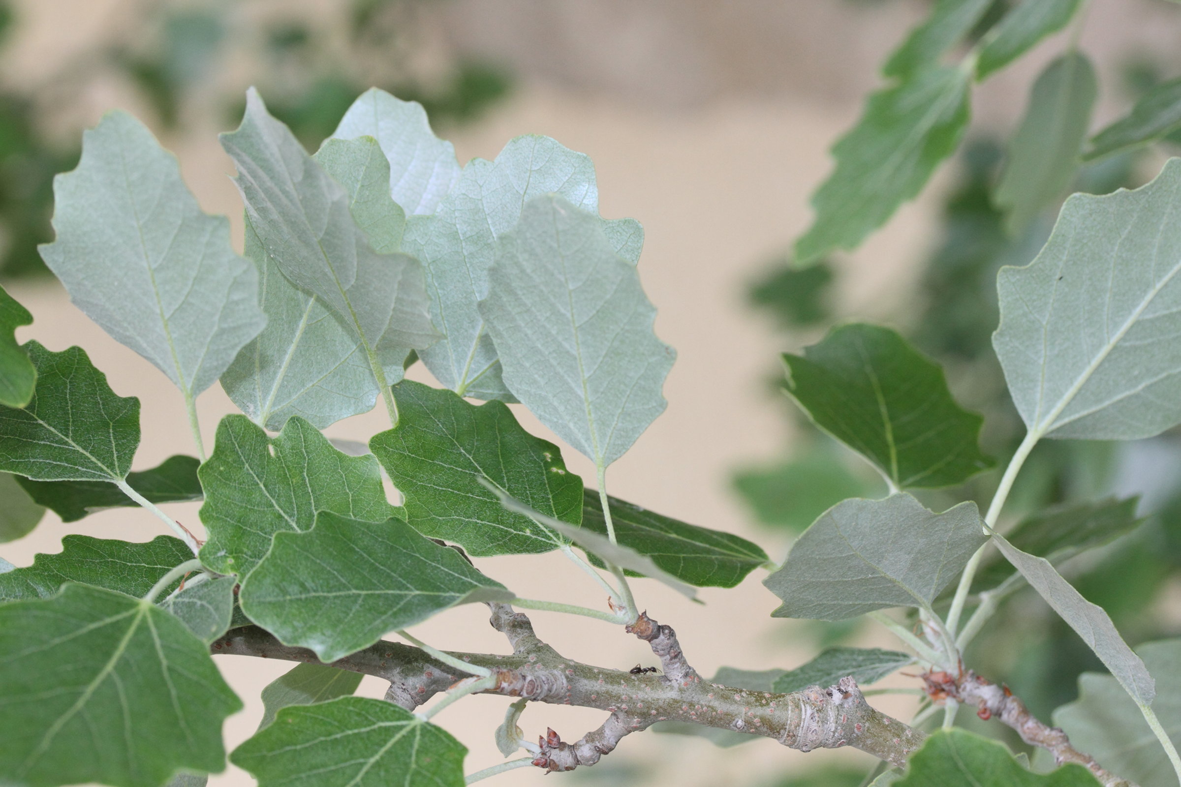 populus_x_canescens3md