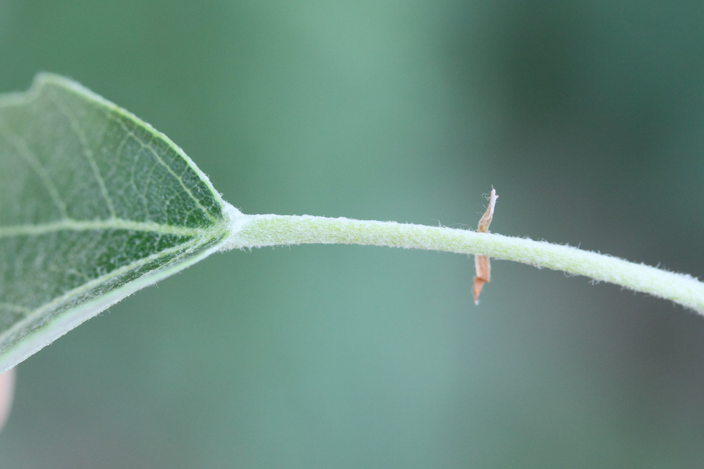 populus_x_canescens4md