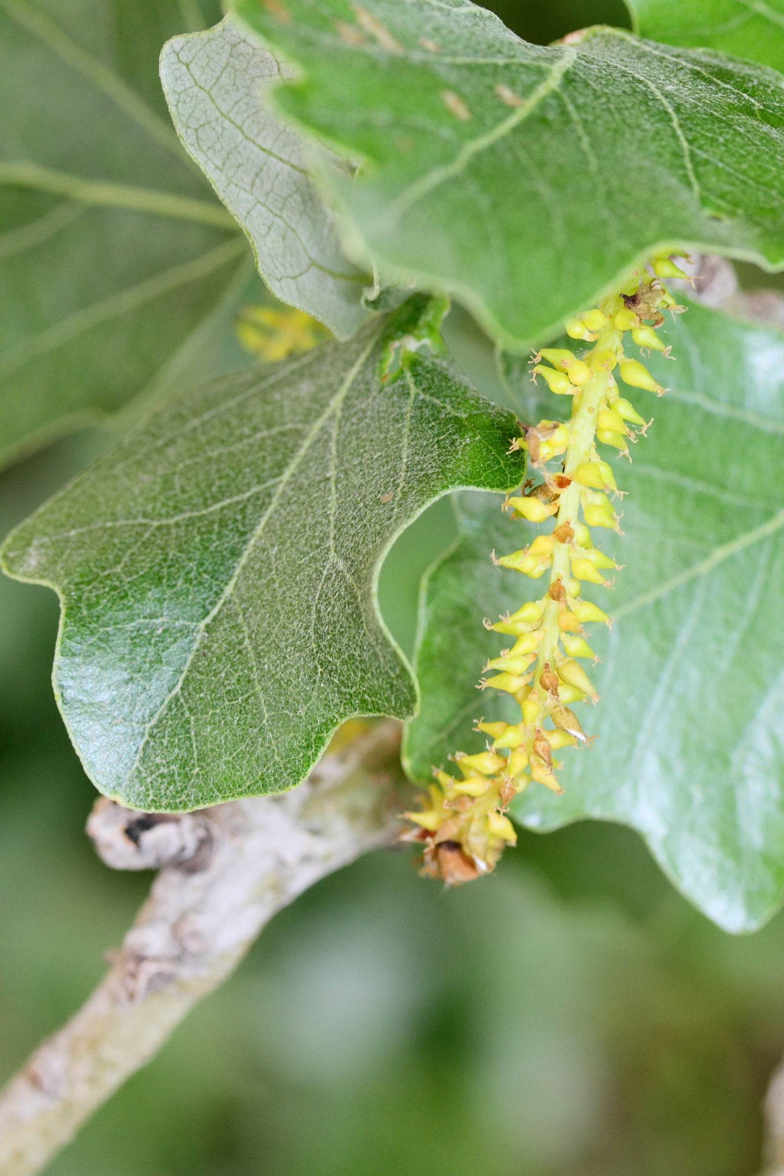 populus_x_canescens5md