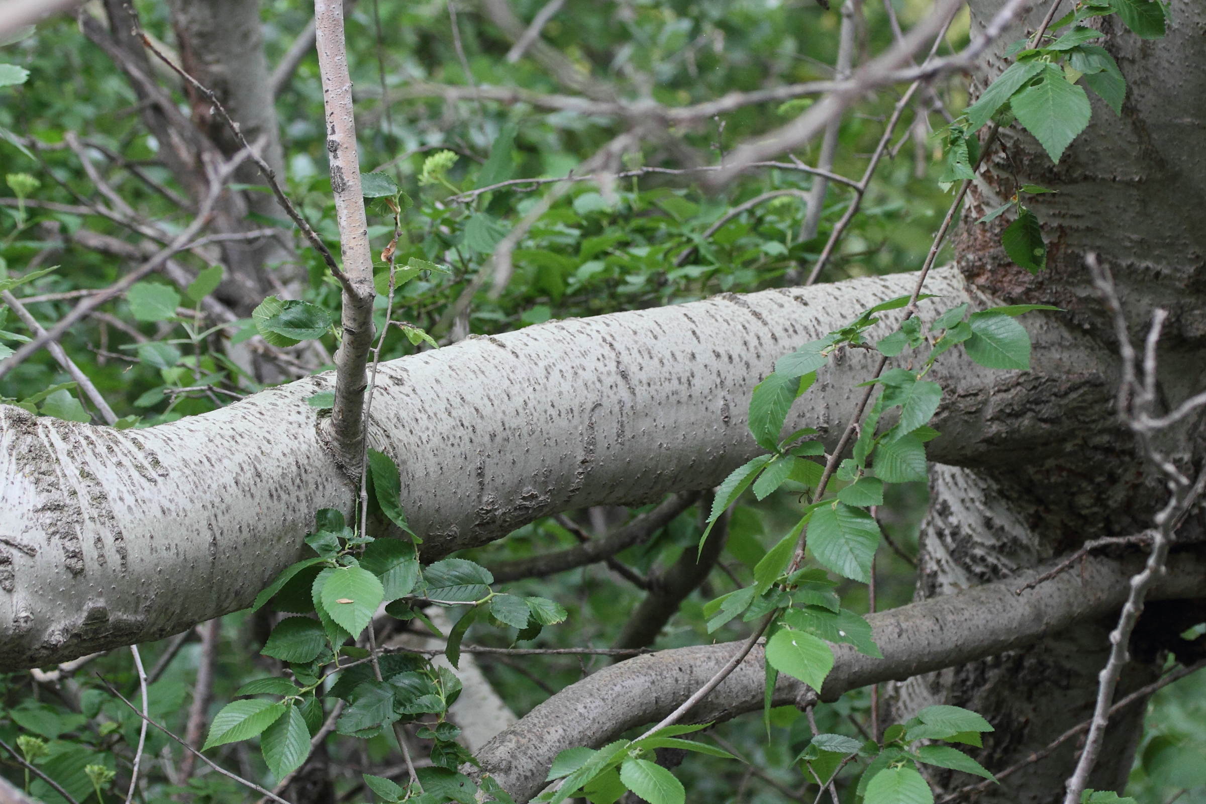 populus_x_canescens6md