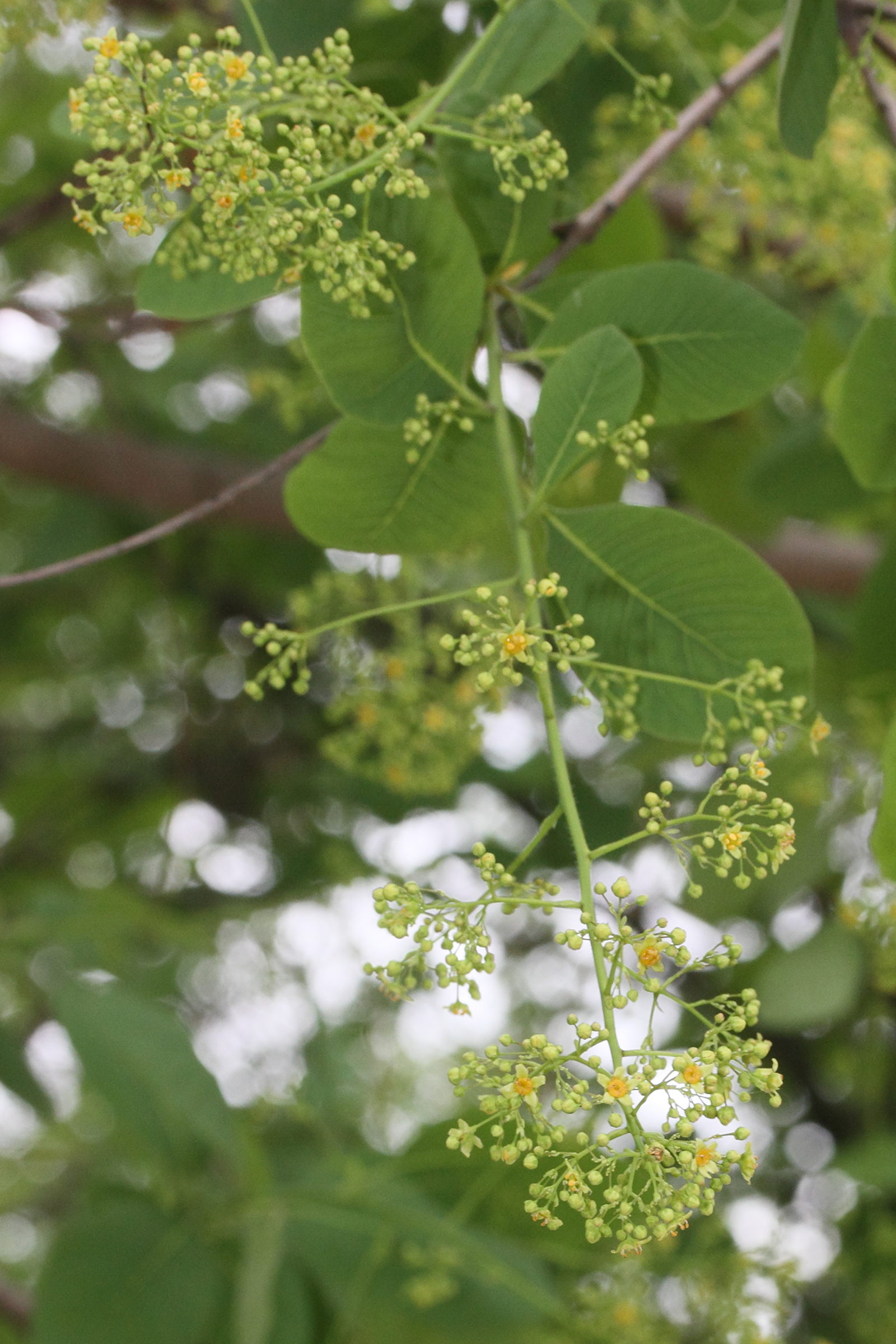 Afficher le média cotinus_coggygria7md cotinus_coggygria7md