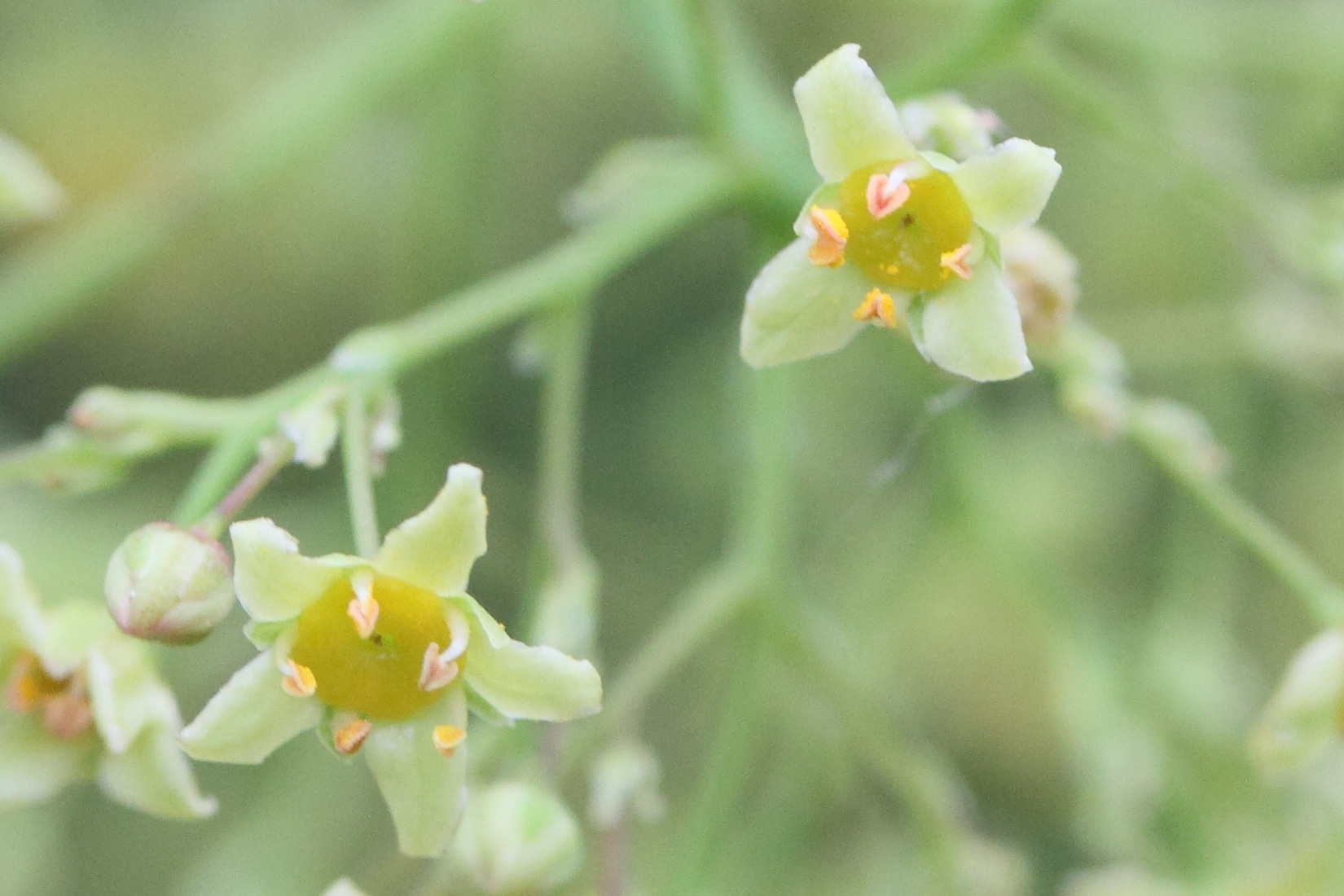 Afficher le média cotinus_coggygria8md cotinus_coggygria8md