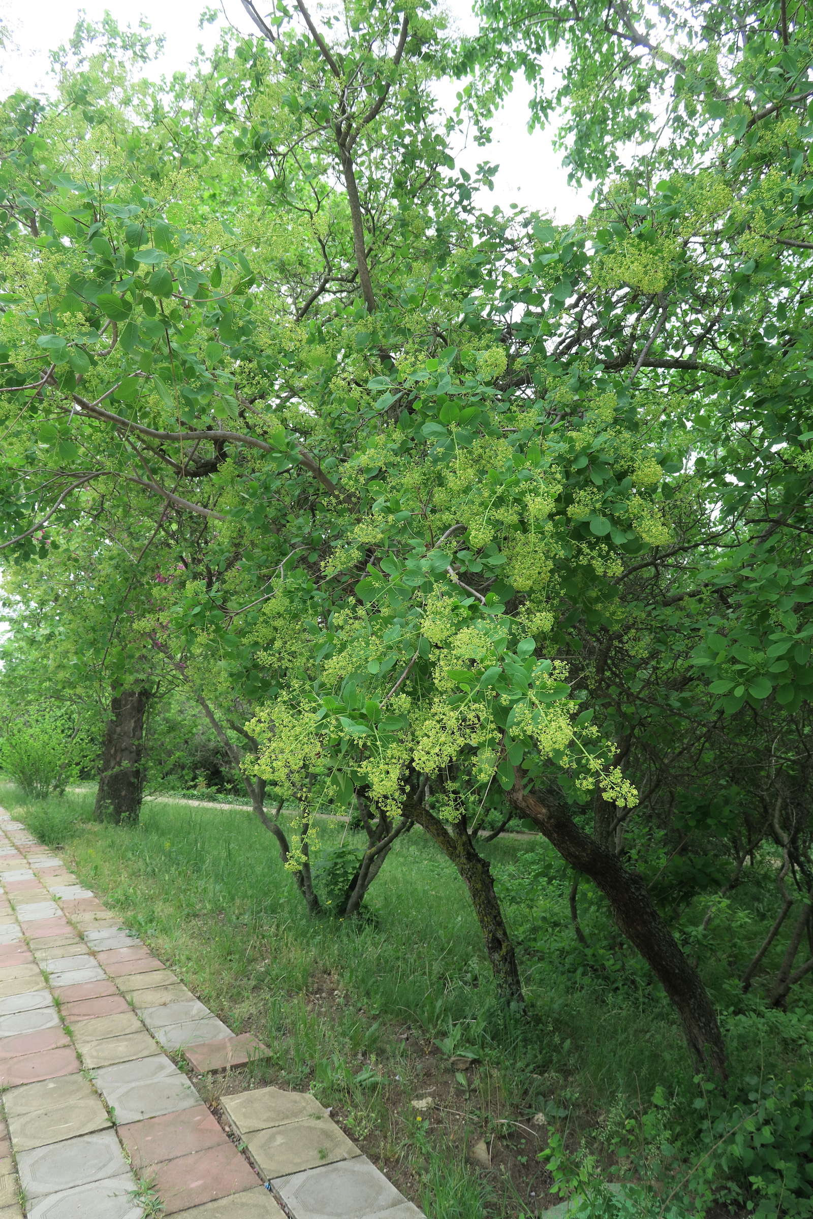 Afficher le média cotinus_coggygria9md cotinus_coggygria9md