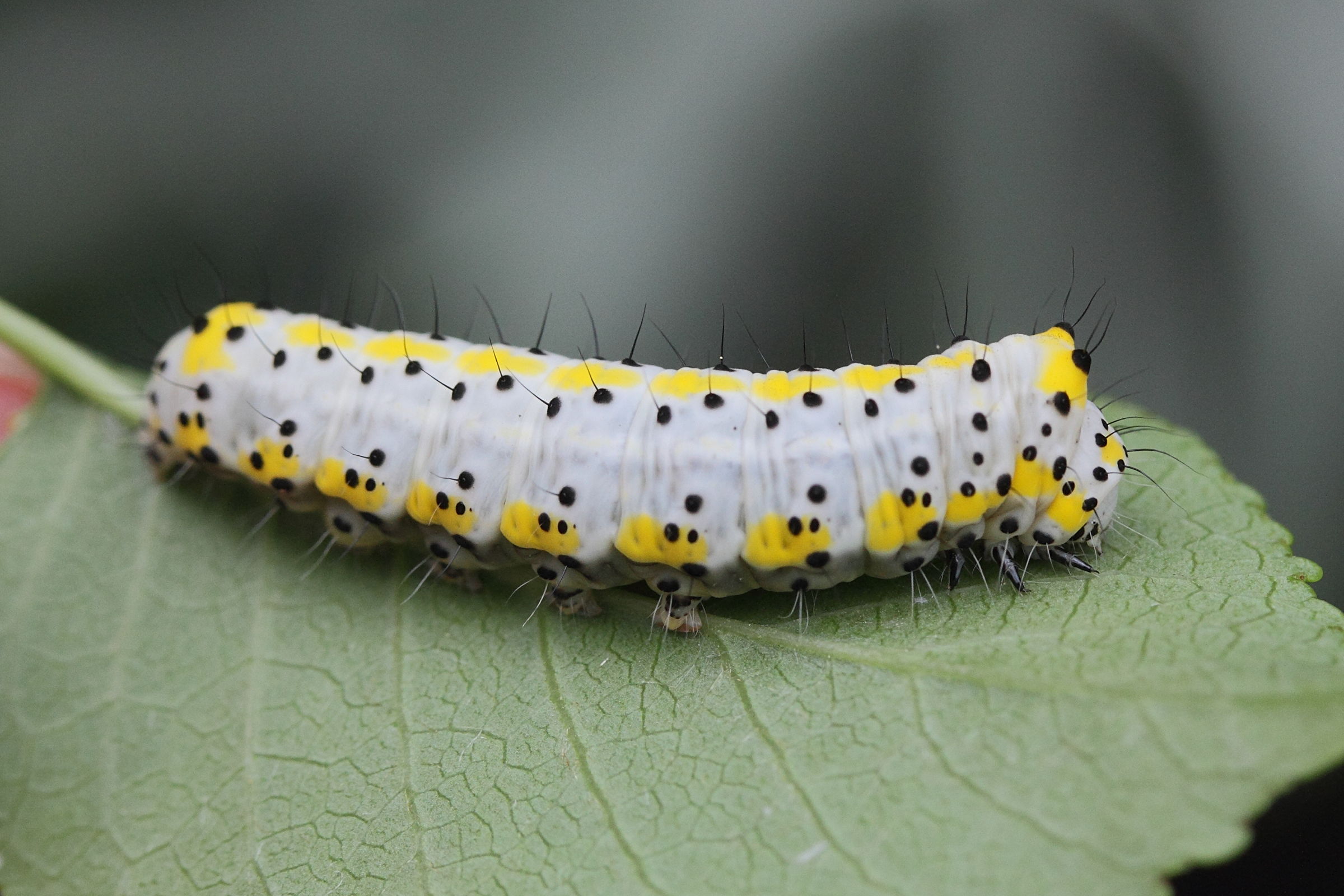 diloba_caeruleocephala_ch1md