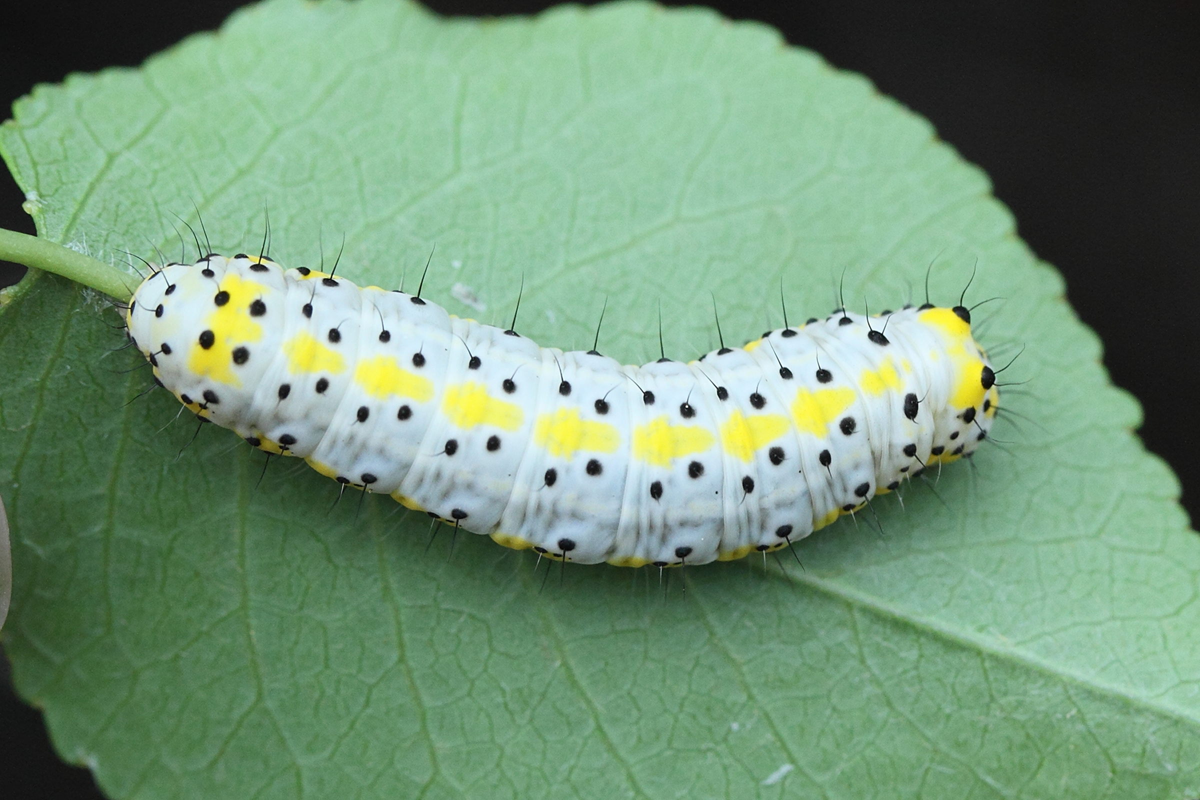 diloba_caeruleocephala_ch2md