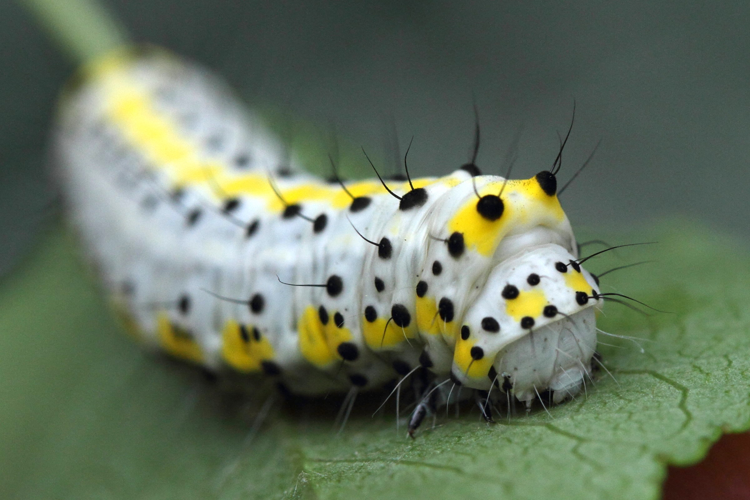 diloba_caeruleocephala_ch3md