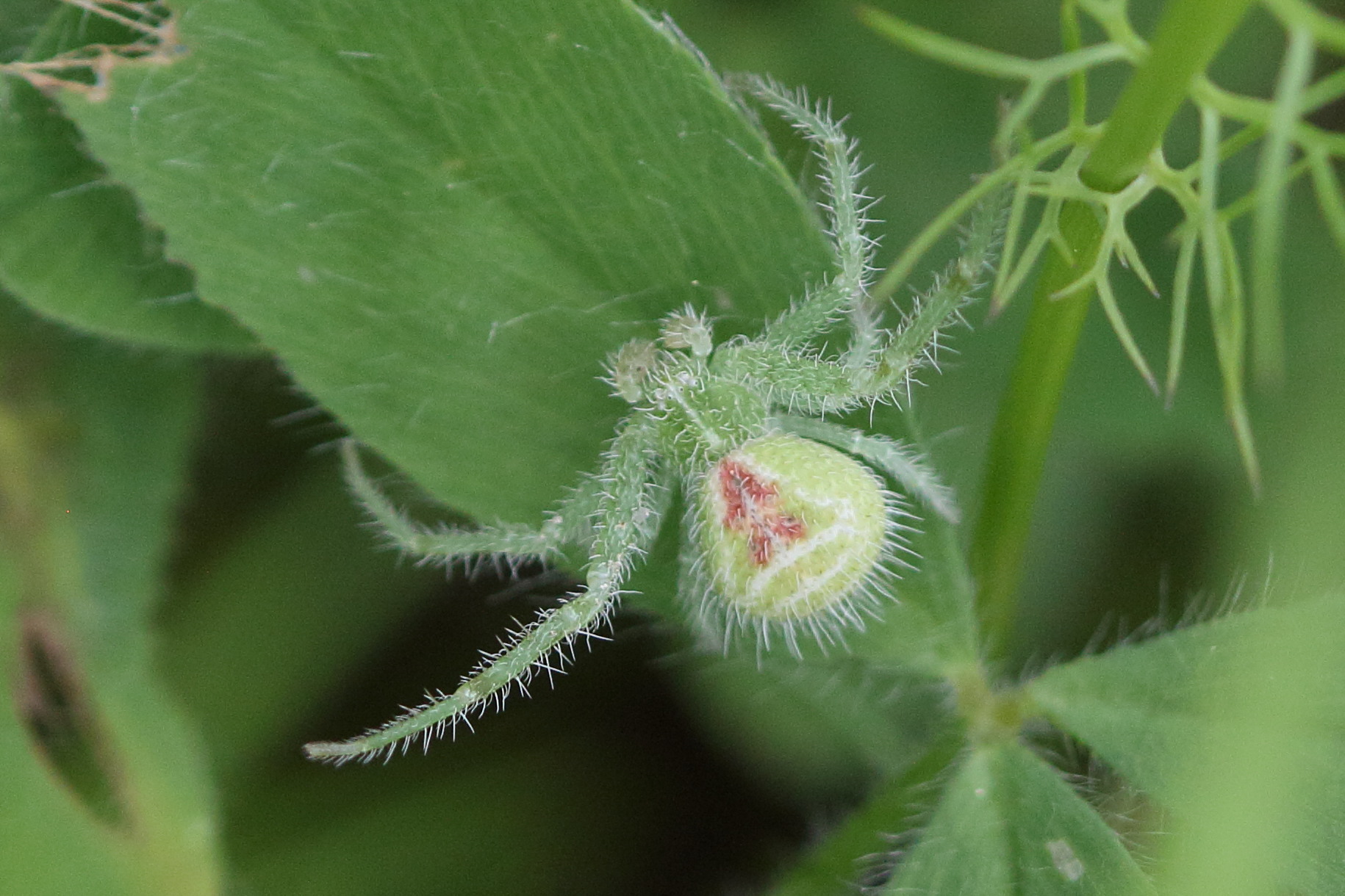 Afficher le média heriaeus_hirtus4bd heriaeus_hirtus4bd