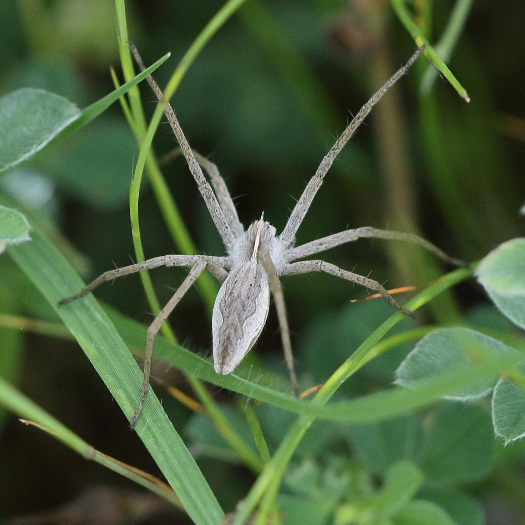 pisaura_mirabilis8bd