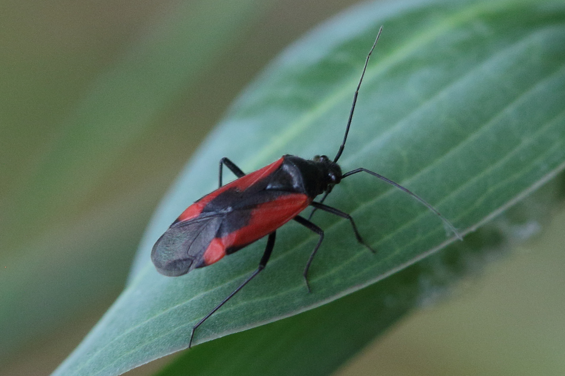dionconotus_neglectus3bd