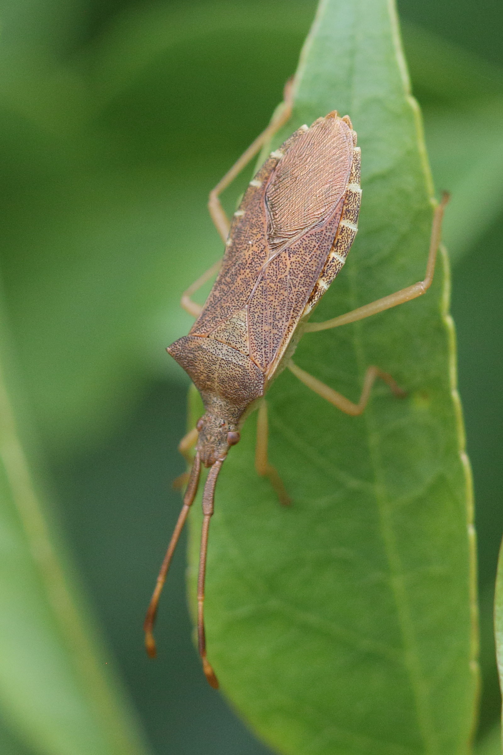 gonocerus_acuteangulatus5bd
