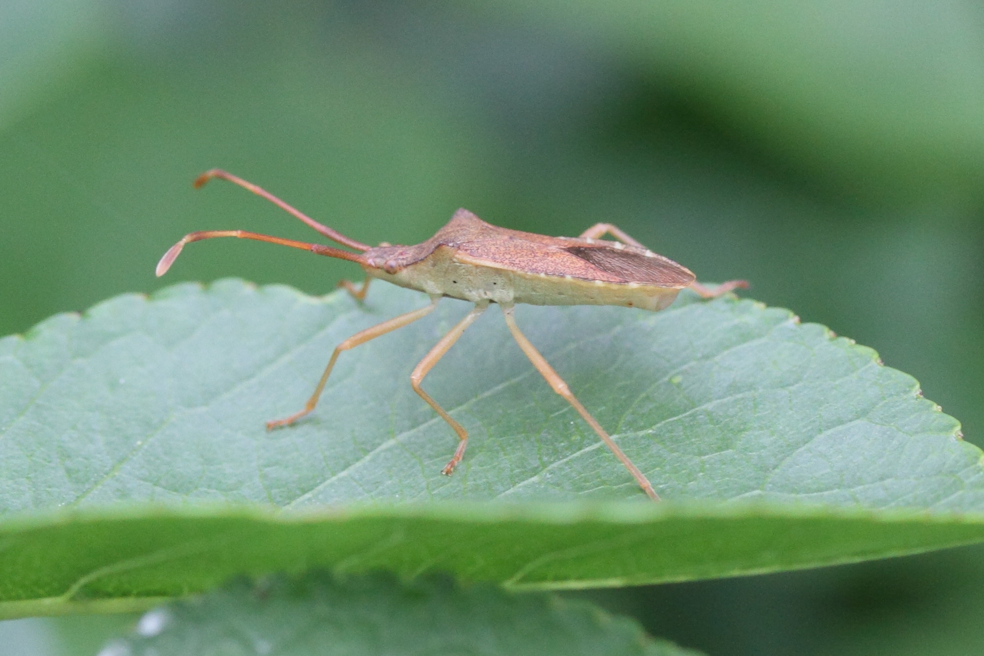 gonocerus_acuteangulatus6md