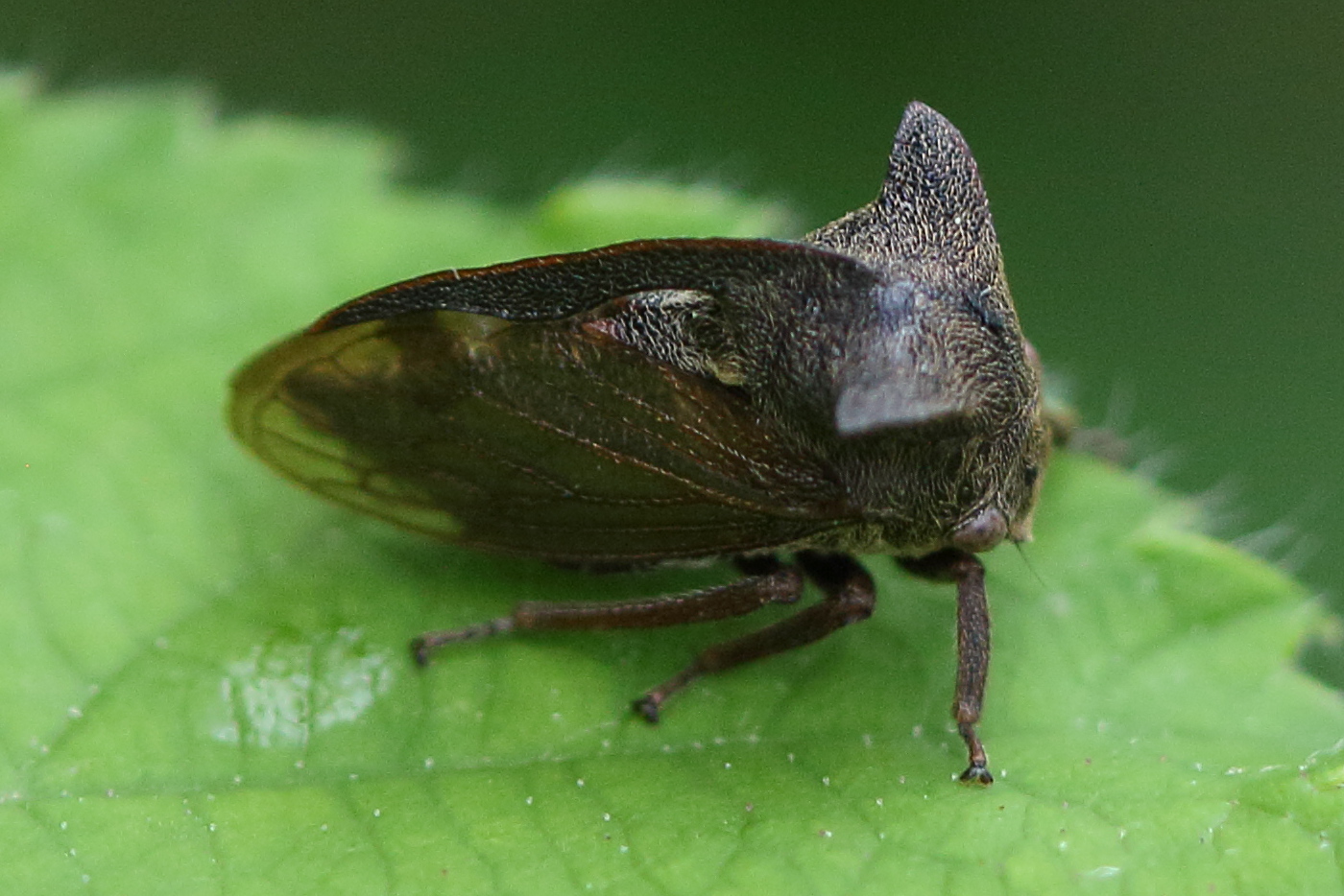 centrotus_cornutus6bd