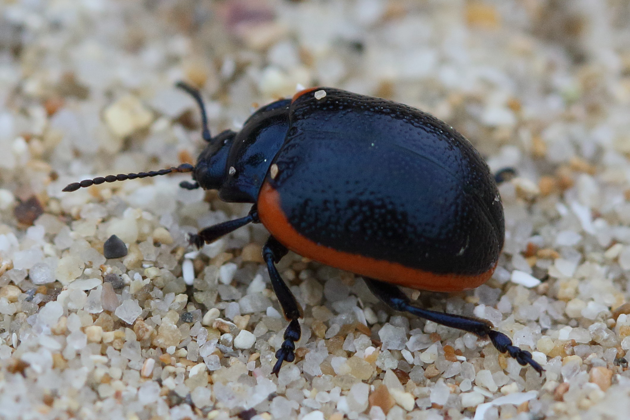 Afficher le média chrysolina_sanguinolenta1bd chrysolina_sanguinolenta1bd