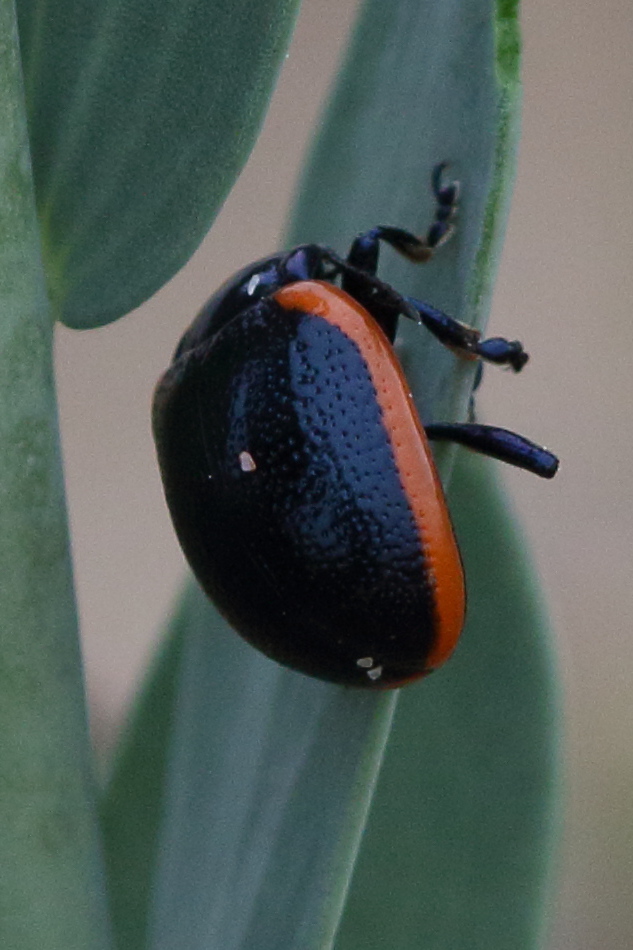 Afficher le média chrysolina_sanguinolenta2bd chrysolina_sanguinolenta2bd