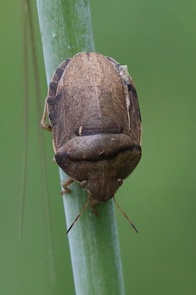 eurygaster_austriaca4bd