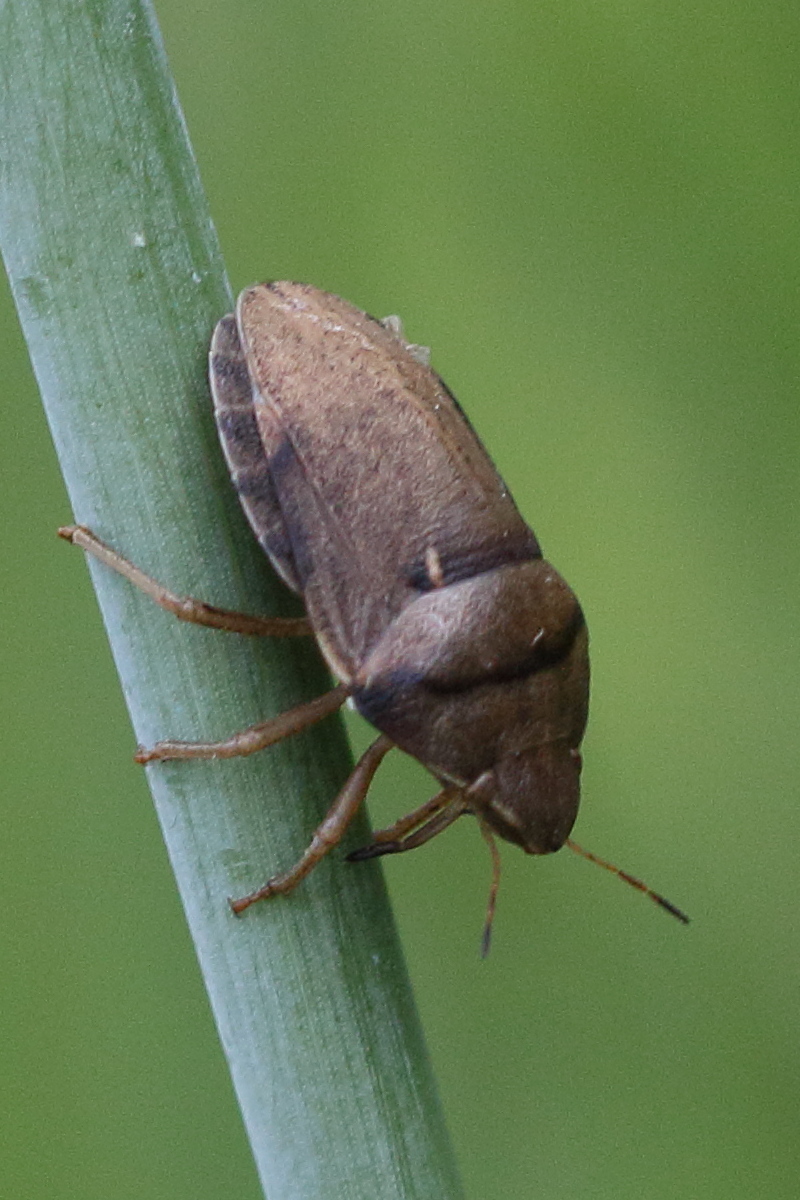 eurygaster_austriaca5bd