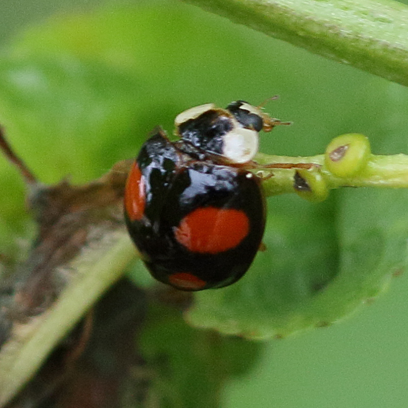 Afficher le média harmonia_axyridis13bd harmonia_axyridis13bd