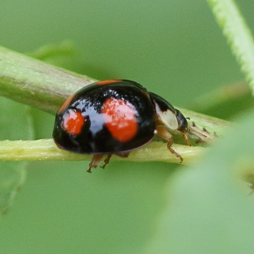 Afficher le média harmonia_axyridis14bd harmonia_axyridis14bd