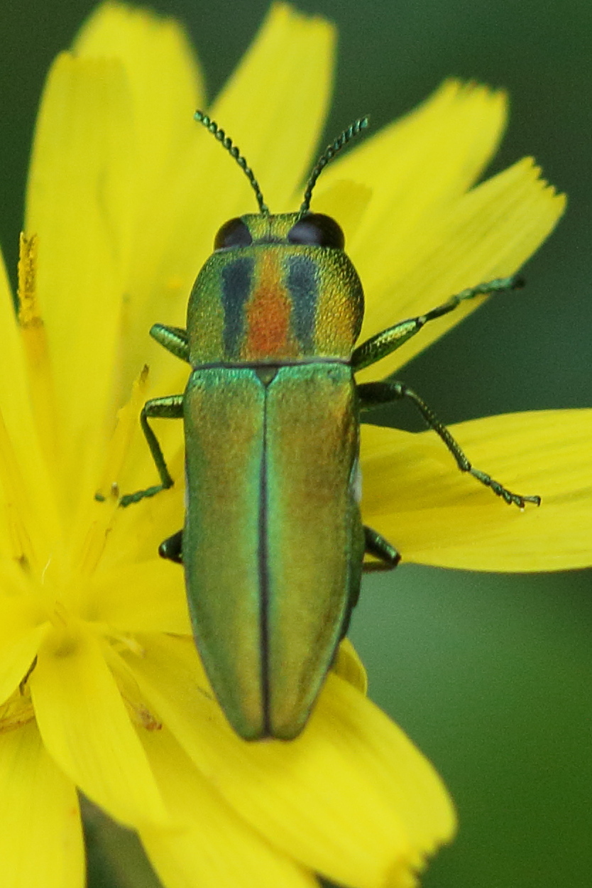 anthaxia_scorzonerae1bd