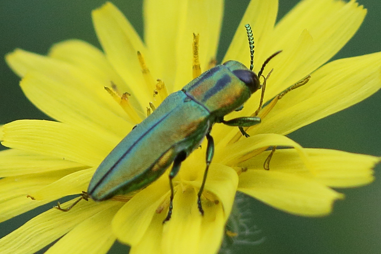 anthaxia_scorzonerae2bd