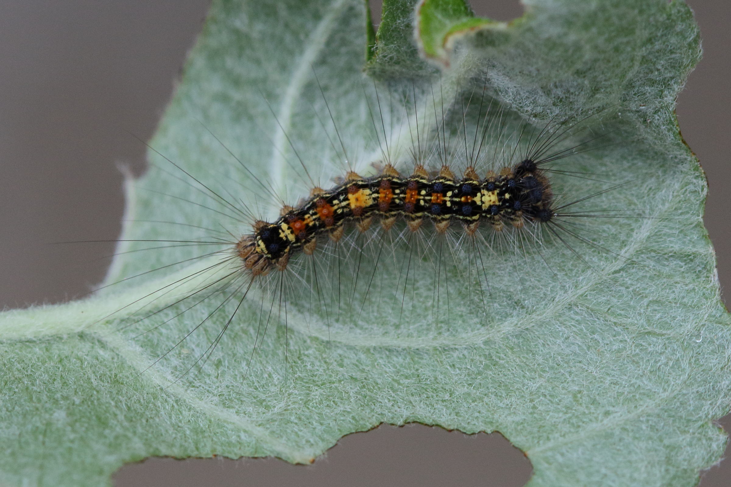 lymantria_dispar_ch6bd