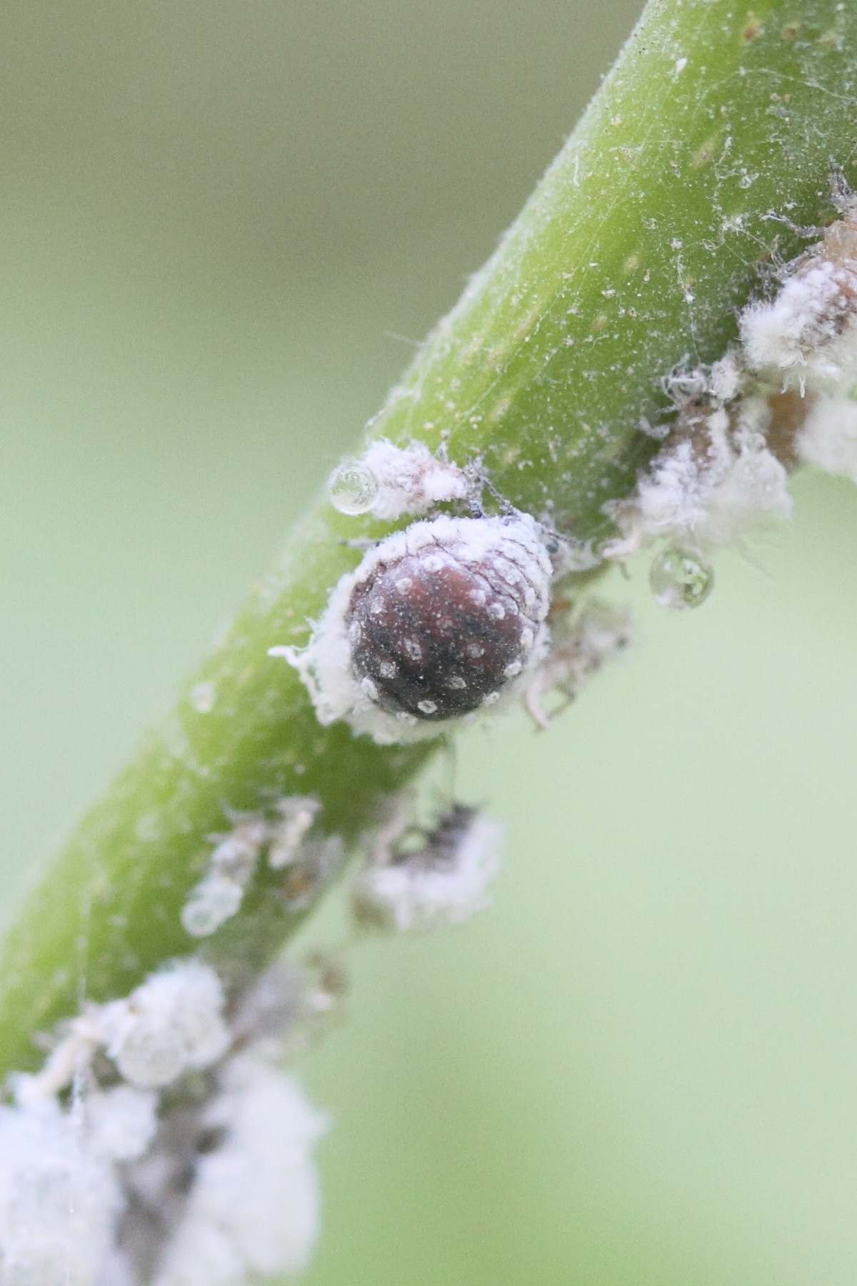 prociphilus_bumeliae-fraxini2md