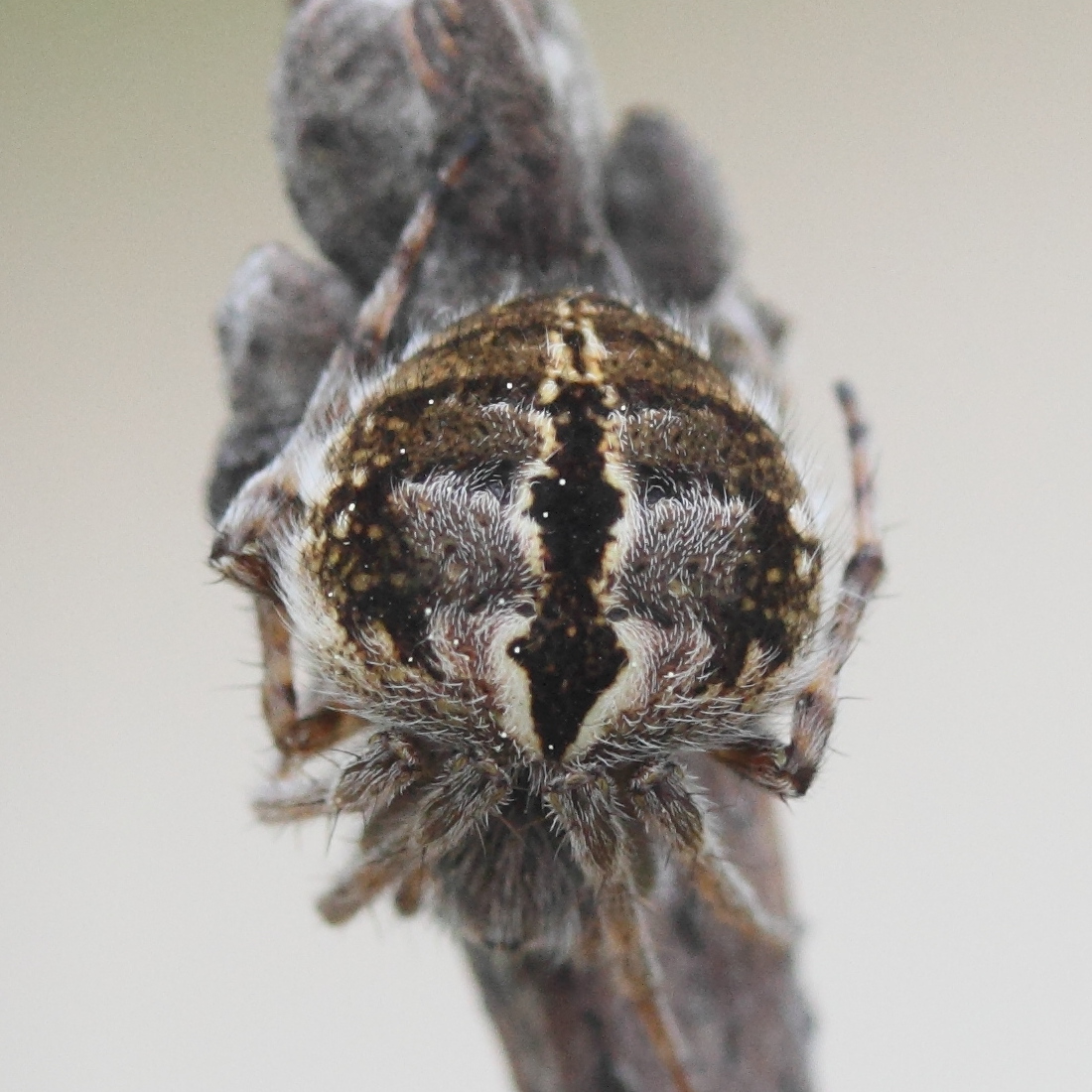 Afficher le média agalenatea_redii1md agalenatea_redii1md