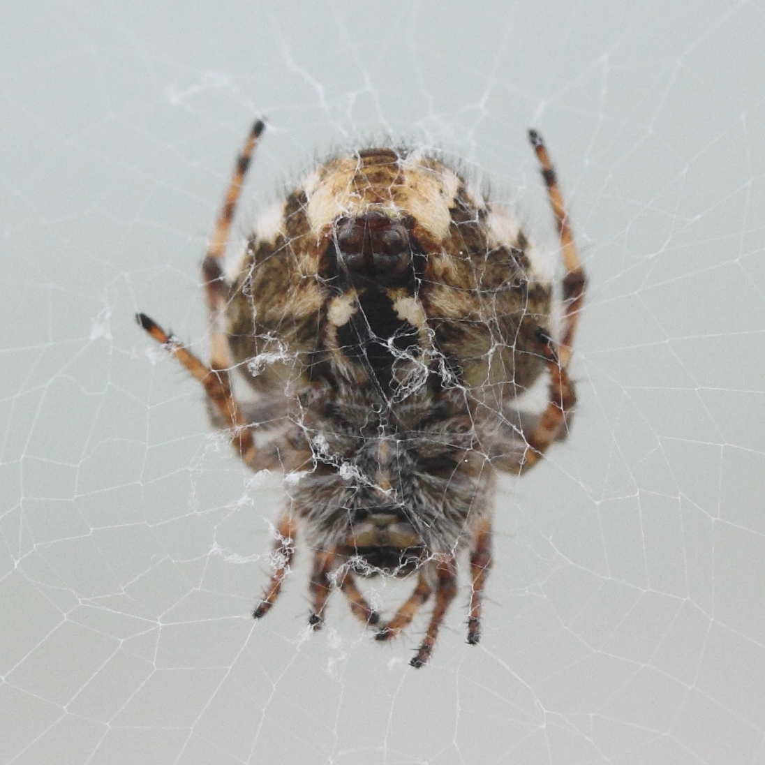 Afficher le média agalenatea_redii2md agalenatea_redii2md