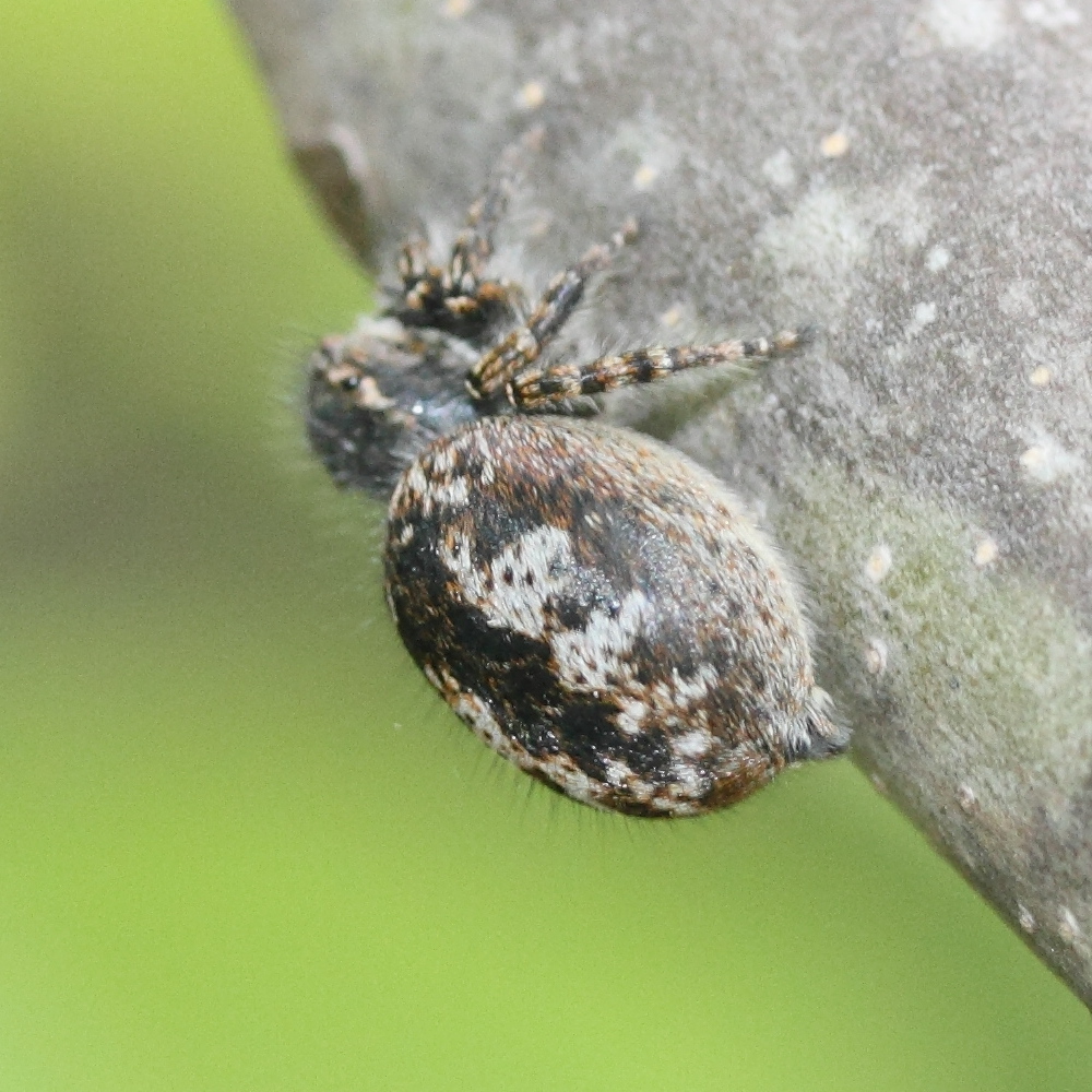 philaeus_chrysops4md