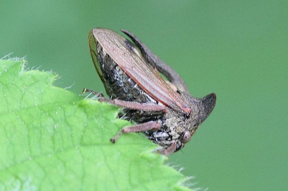 centrotus_cornutus7md