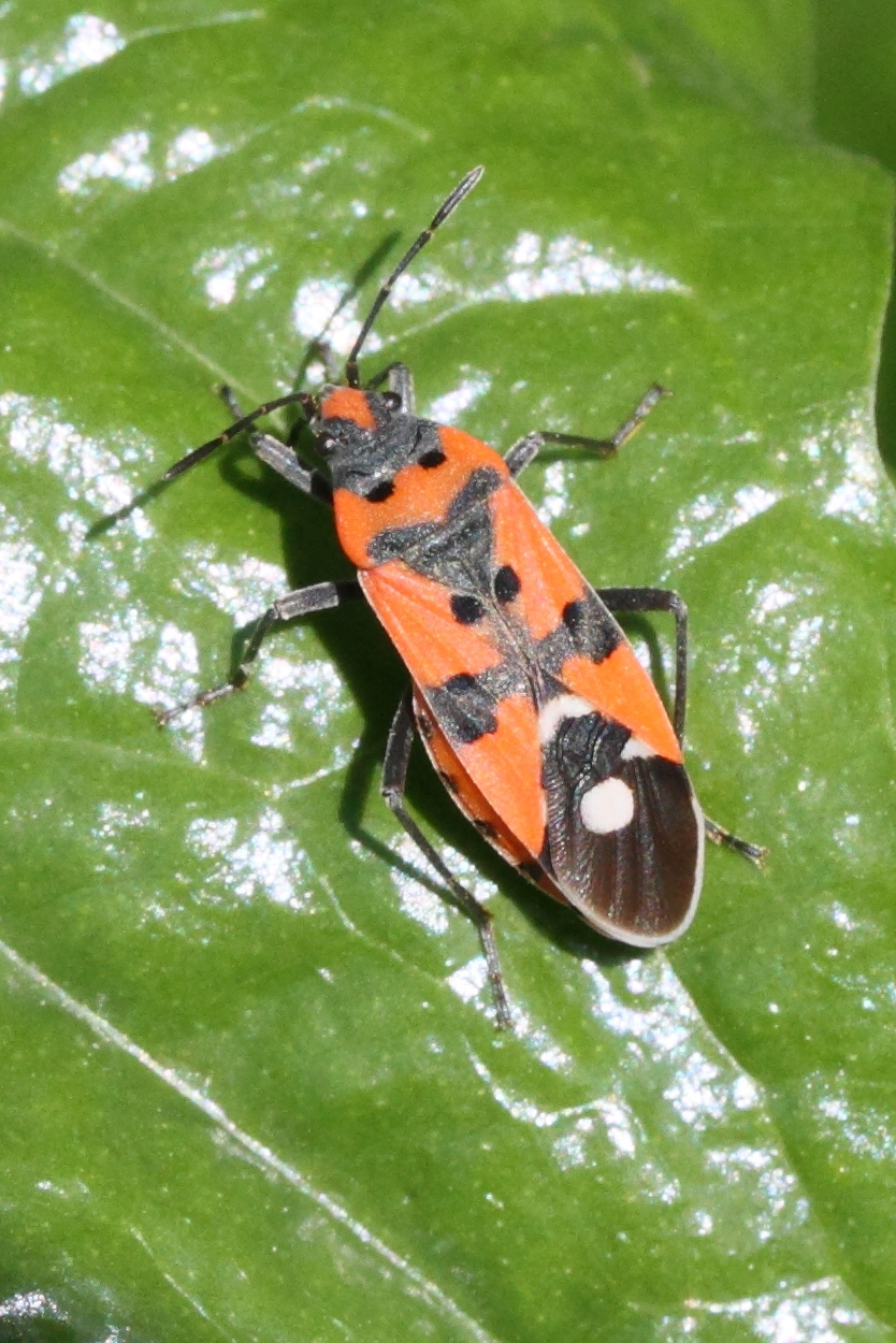 lygaeus_equestris1md