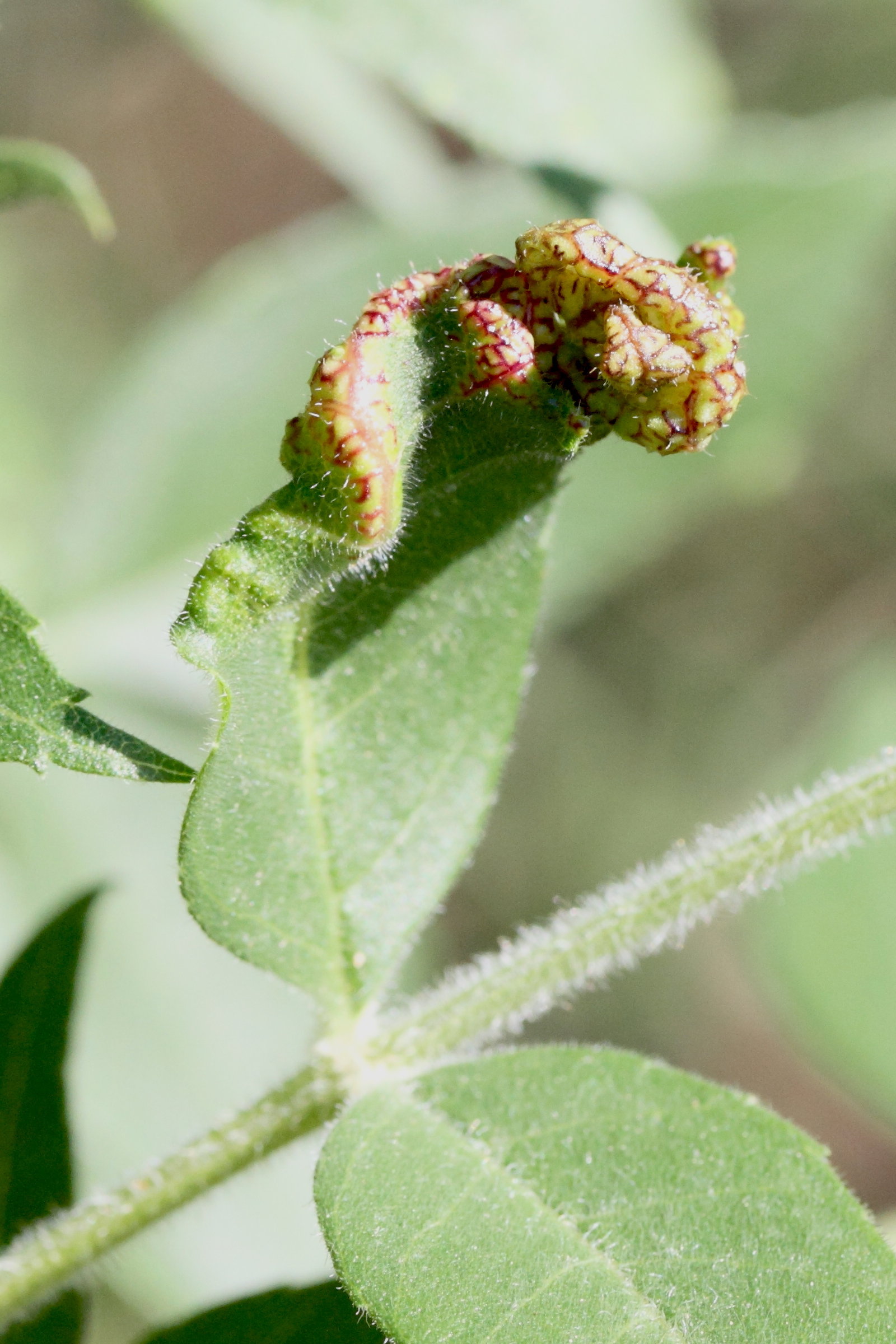 psyllopsis_sp_galle1md