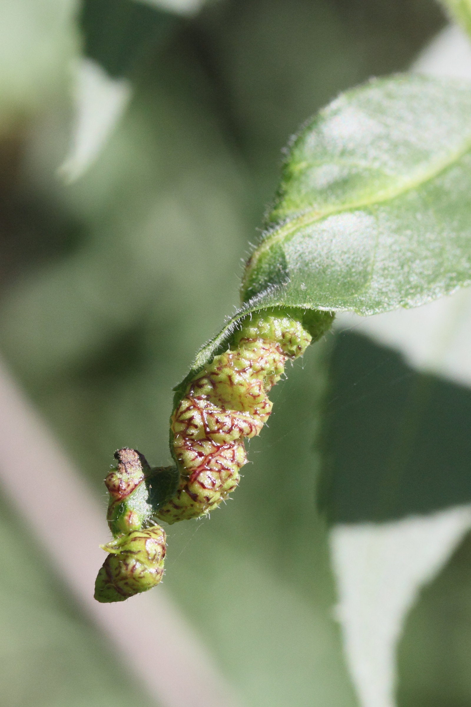 psyllopsis_sp_galle2md