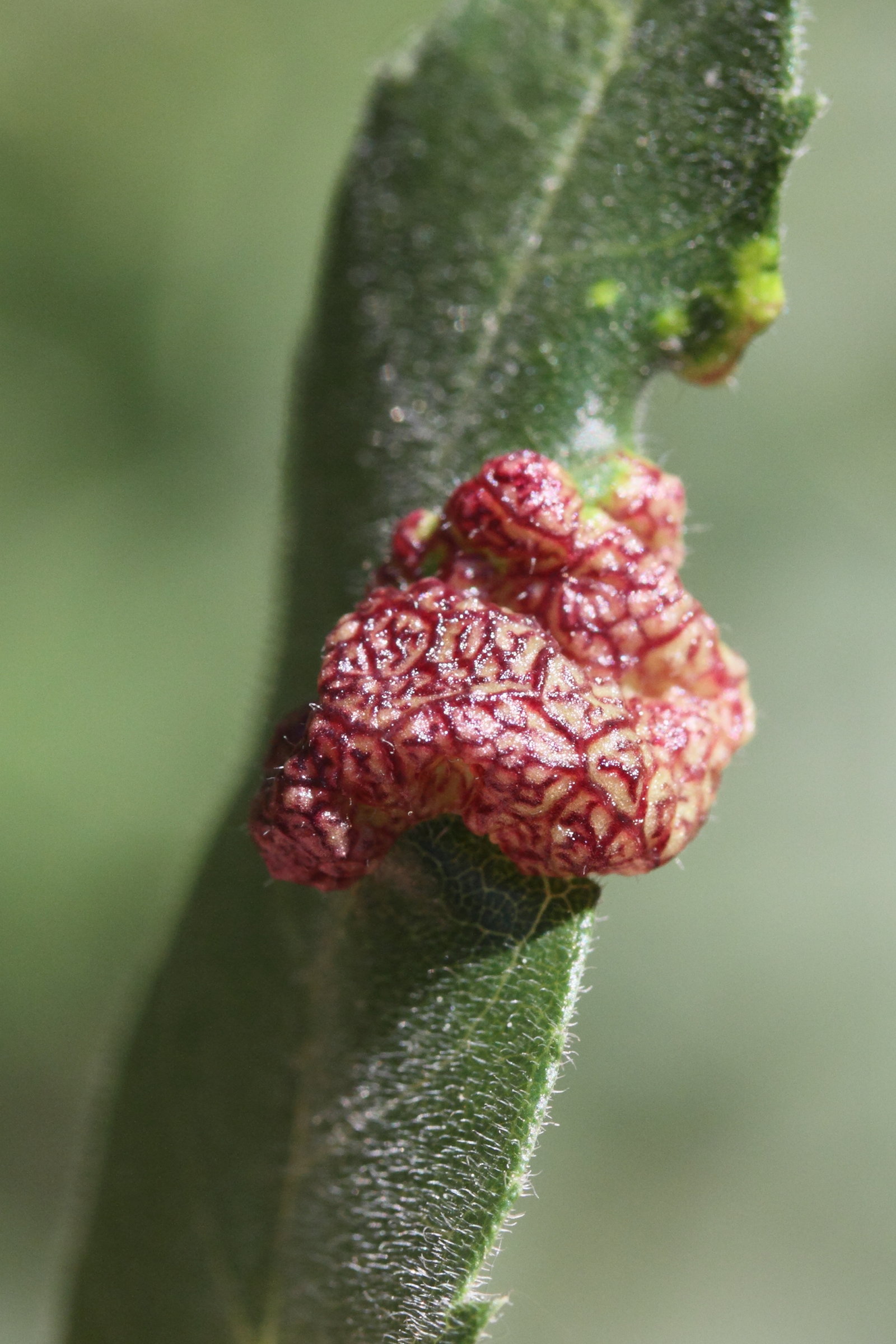 psyllopsis_sp_galle3md