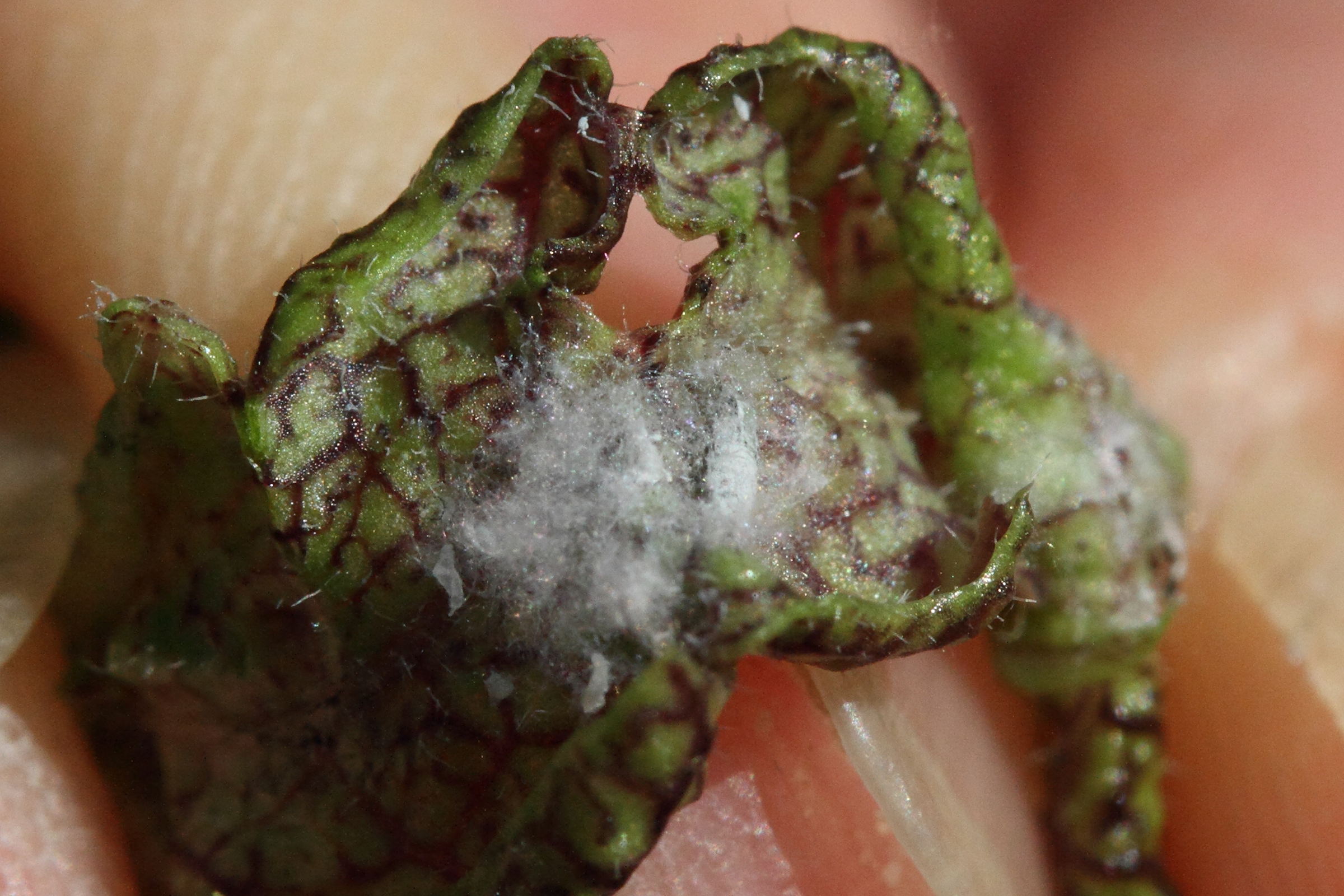 psyllopsis_sp_galle4md