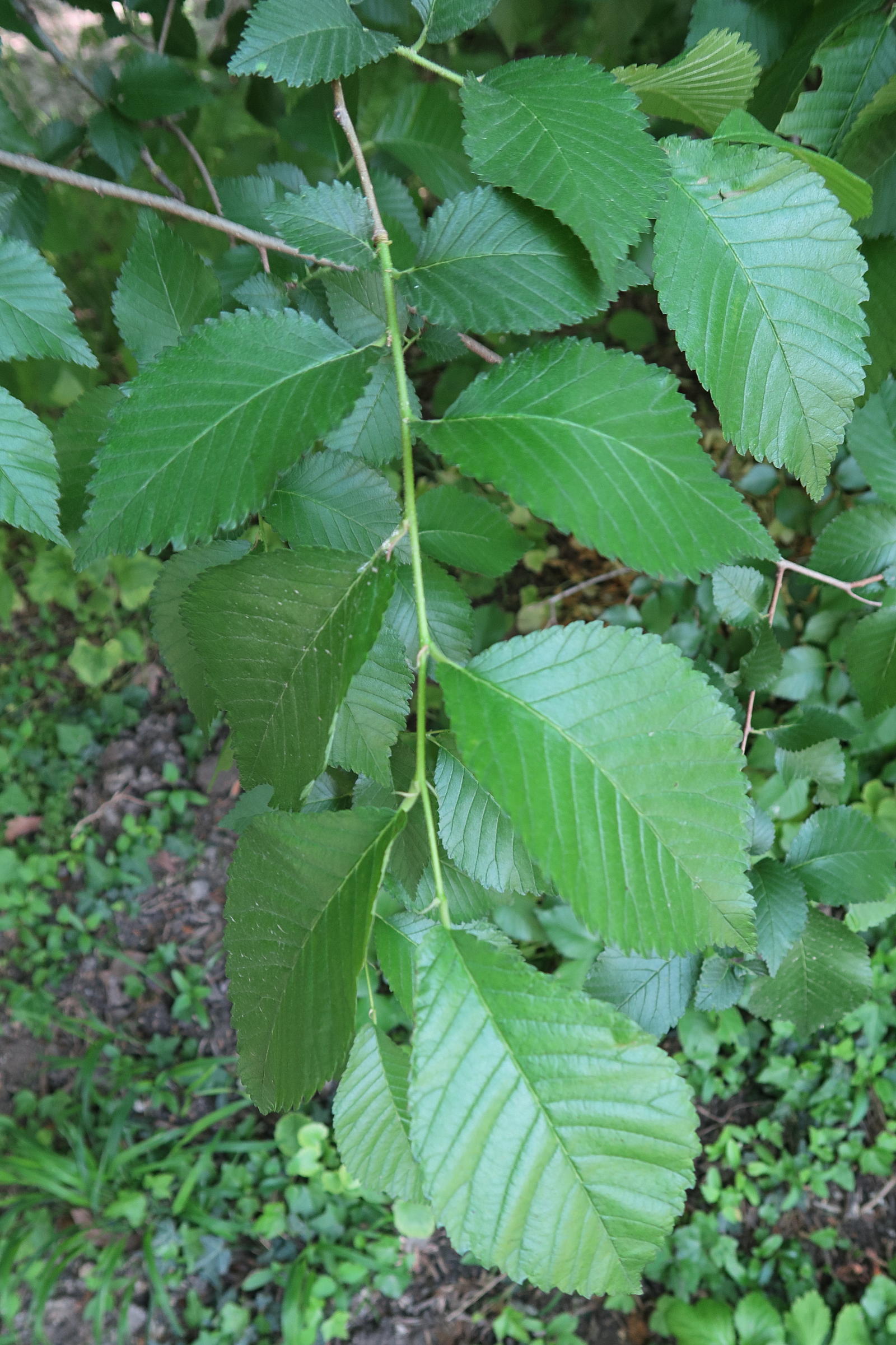 ulmus_glabra2md