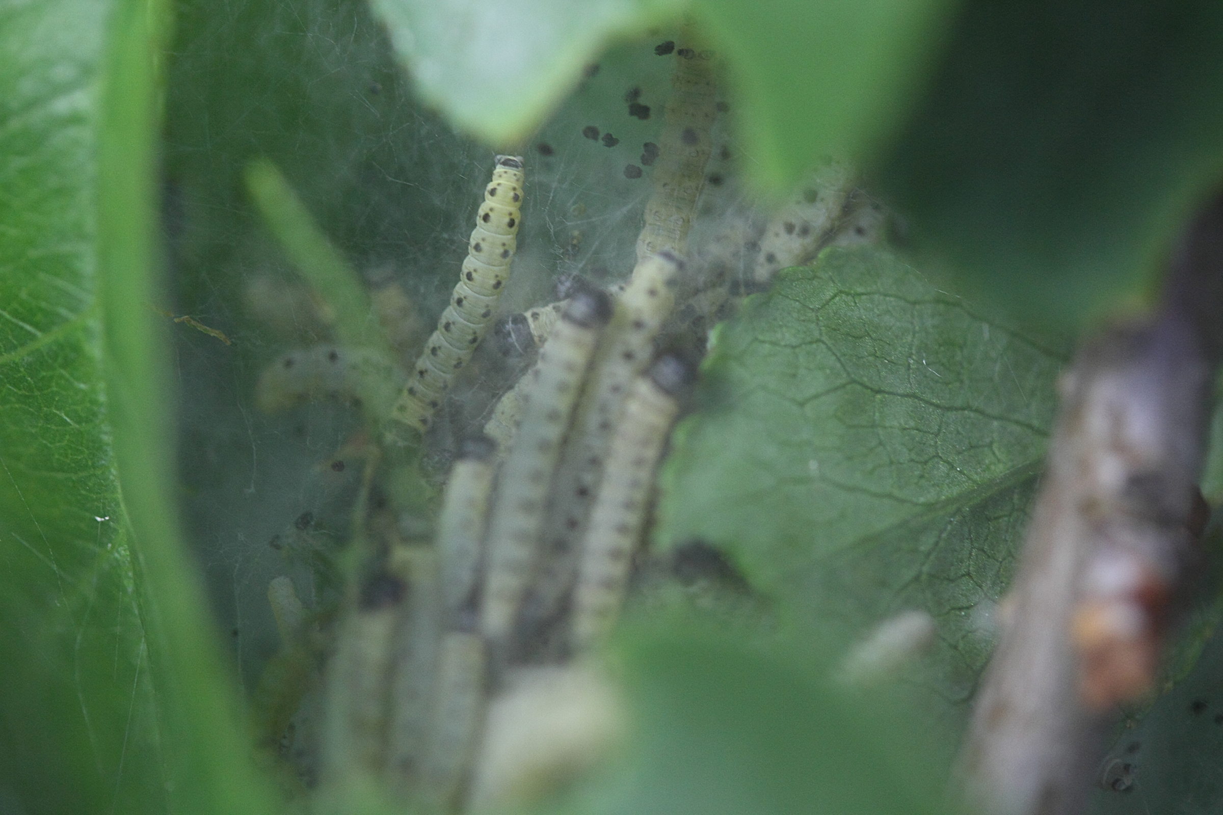 yponomeuta_mahalebella_ch1md