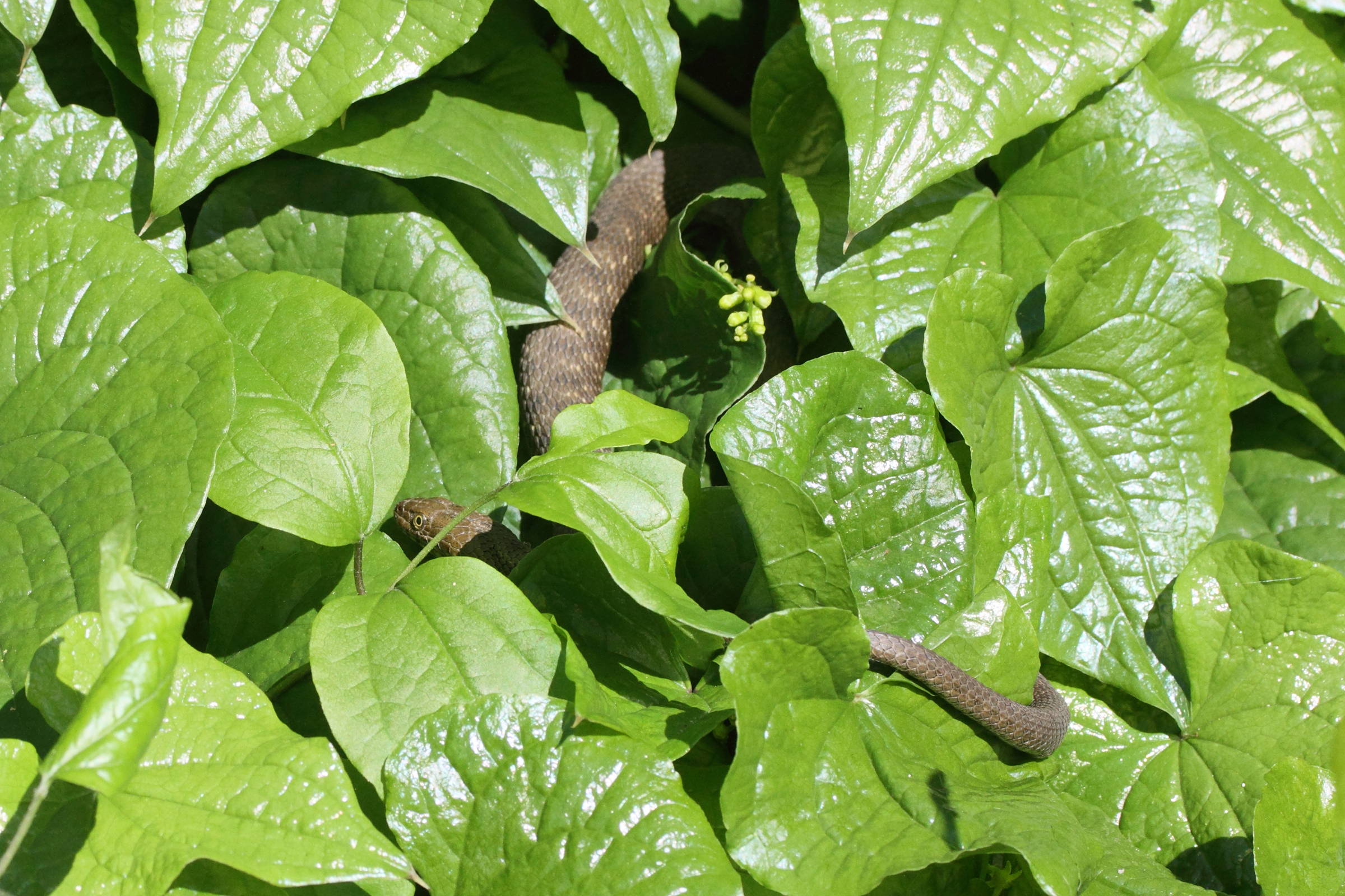 zamenis_longissimus1md