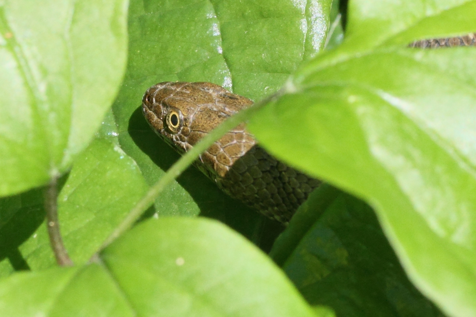 zamenis_longissimus2md