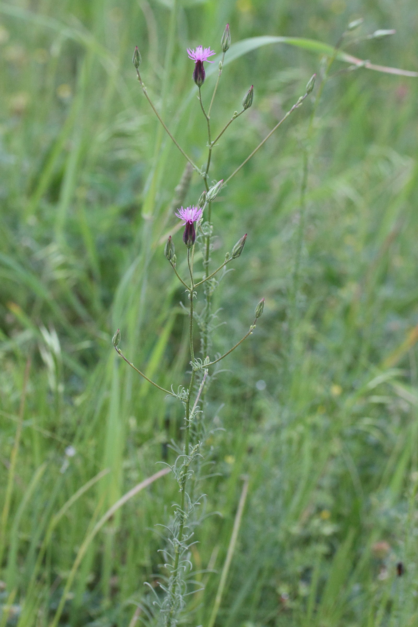 Afficher le média crupina_vulgaris1md crupina_vulgaris1md