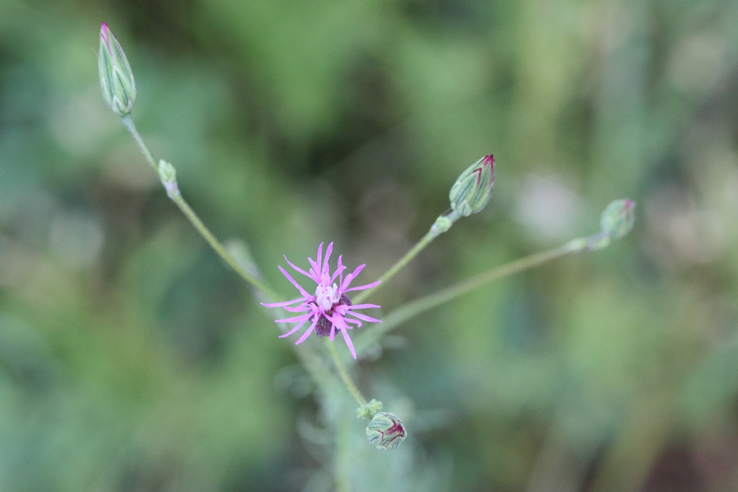 Afficher le média crupina_vulgaris2md crupina_vulgaris2md