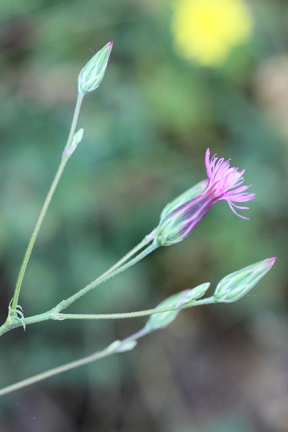 Afficher le média crupina_vulgaris3md crupina_vulgaris3md