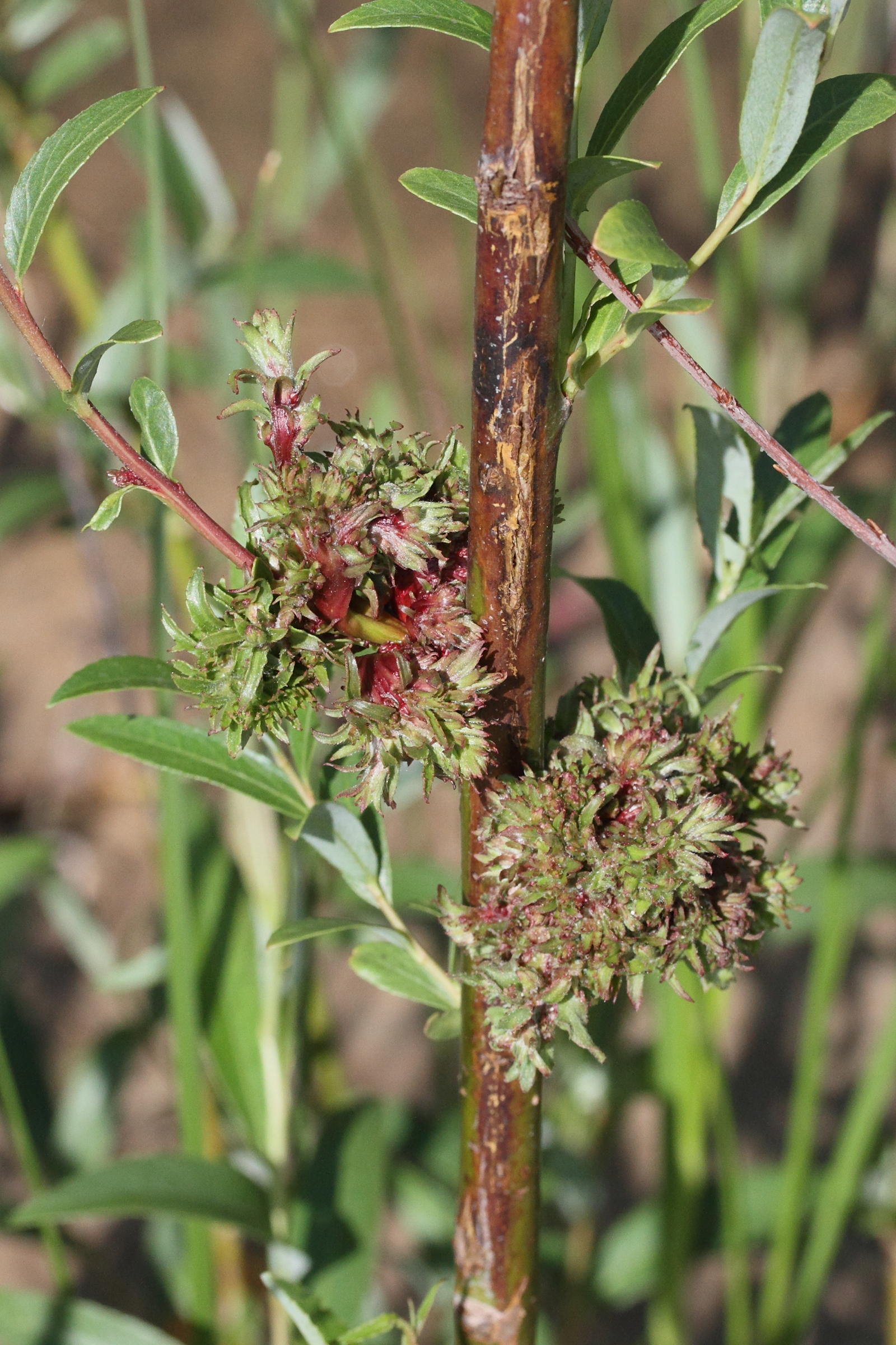 stenacis_triradiatus_galle5md