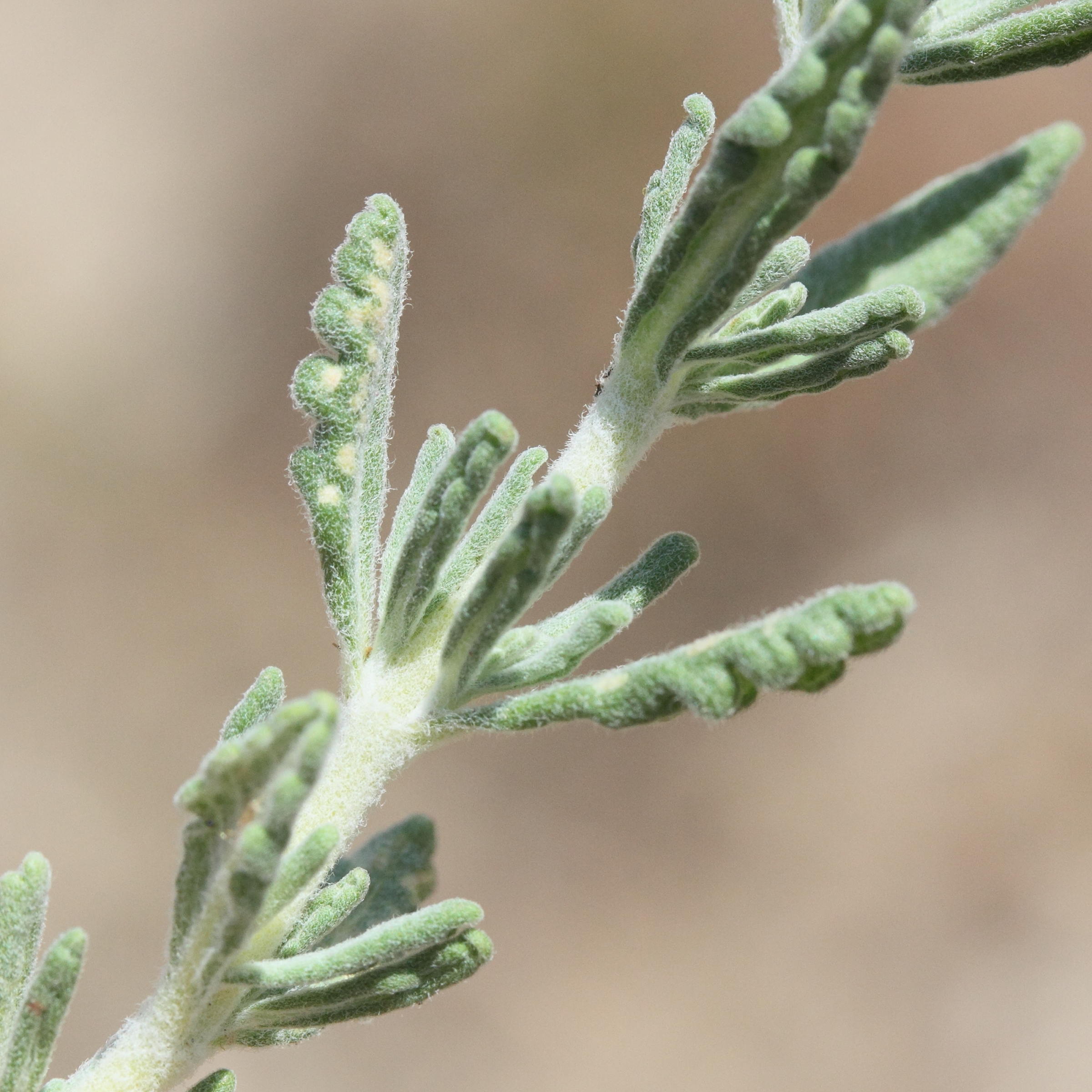 teucrium_polium5md