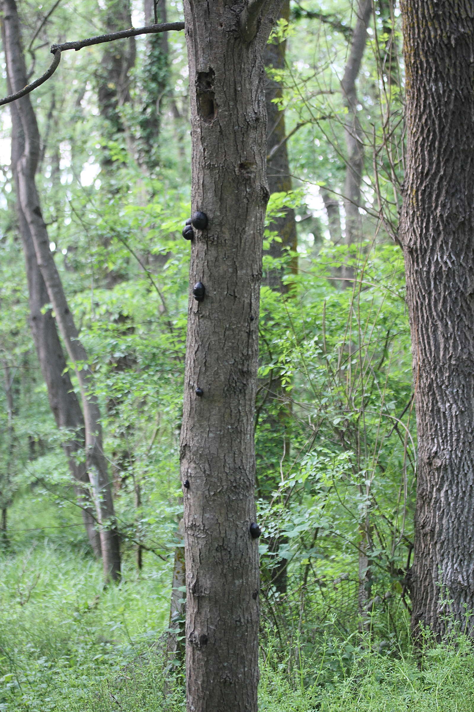 Afficher le média daldinia_concentrica3md daldinia_concentrica3md