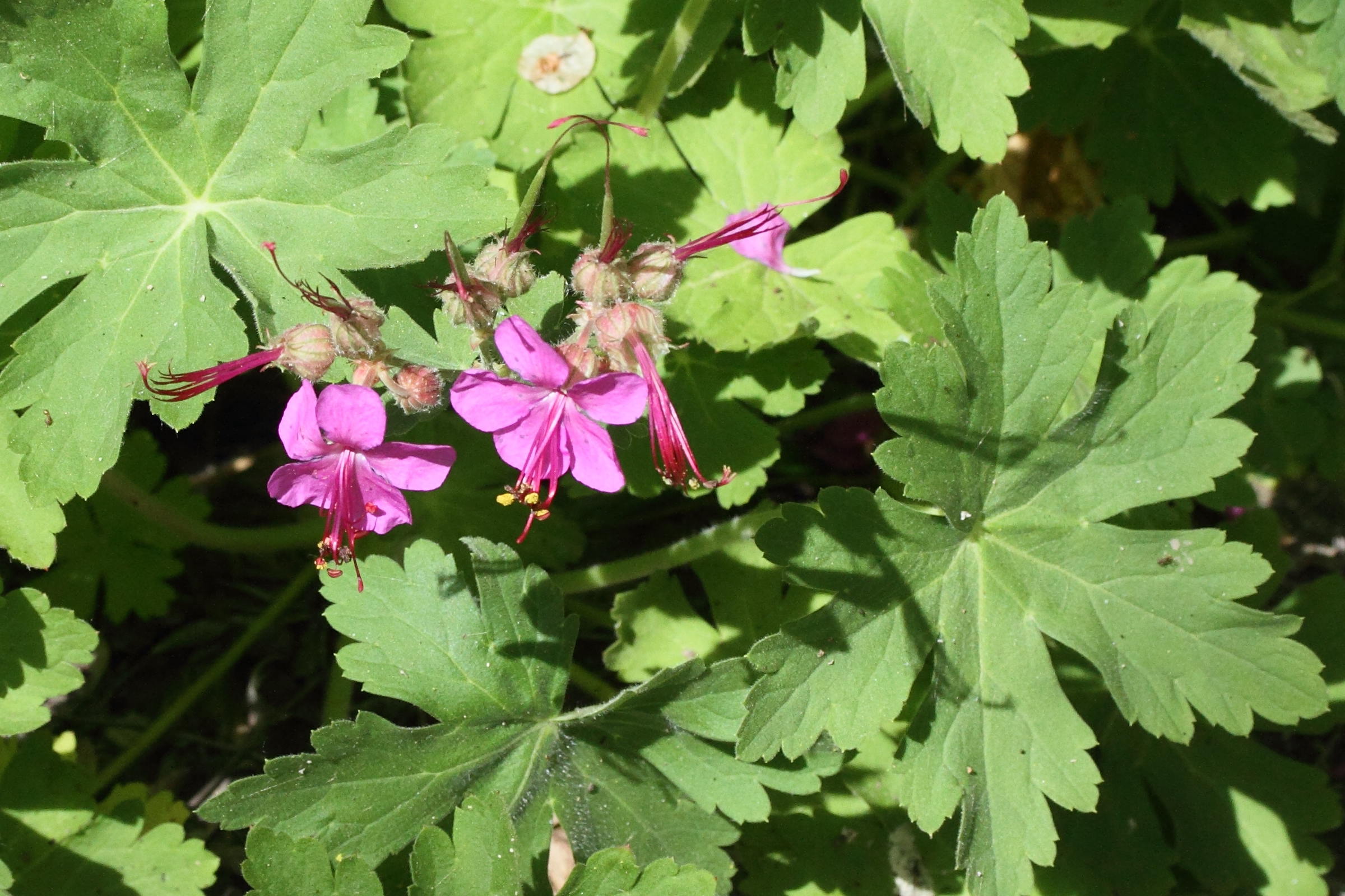 geranium_macrorrhizum3md