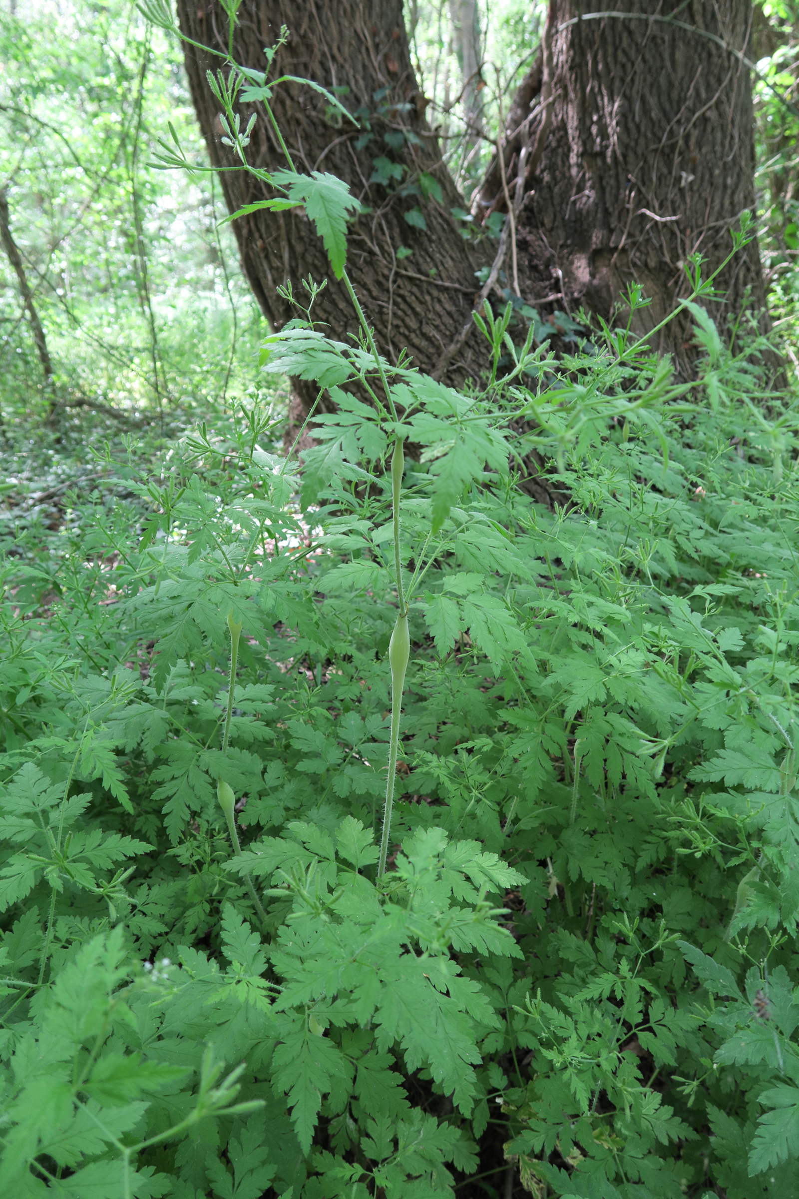 myrrhoides_nodosa1md