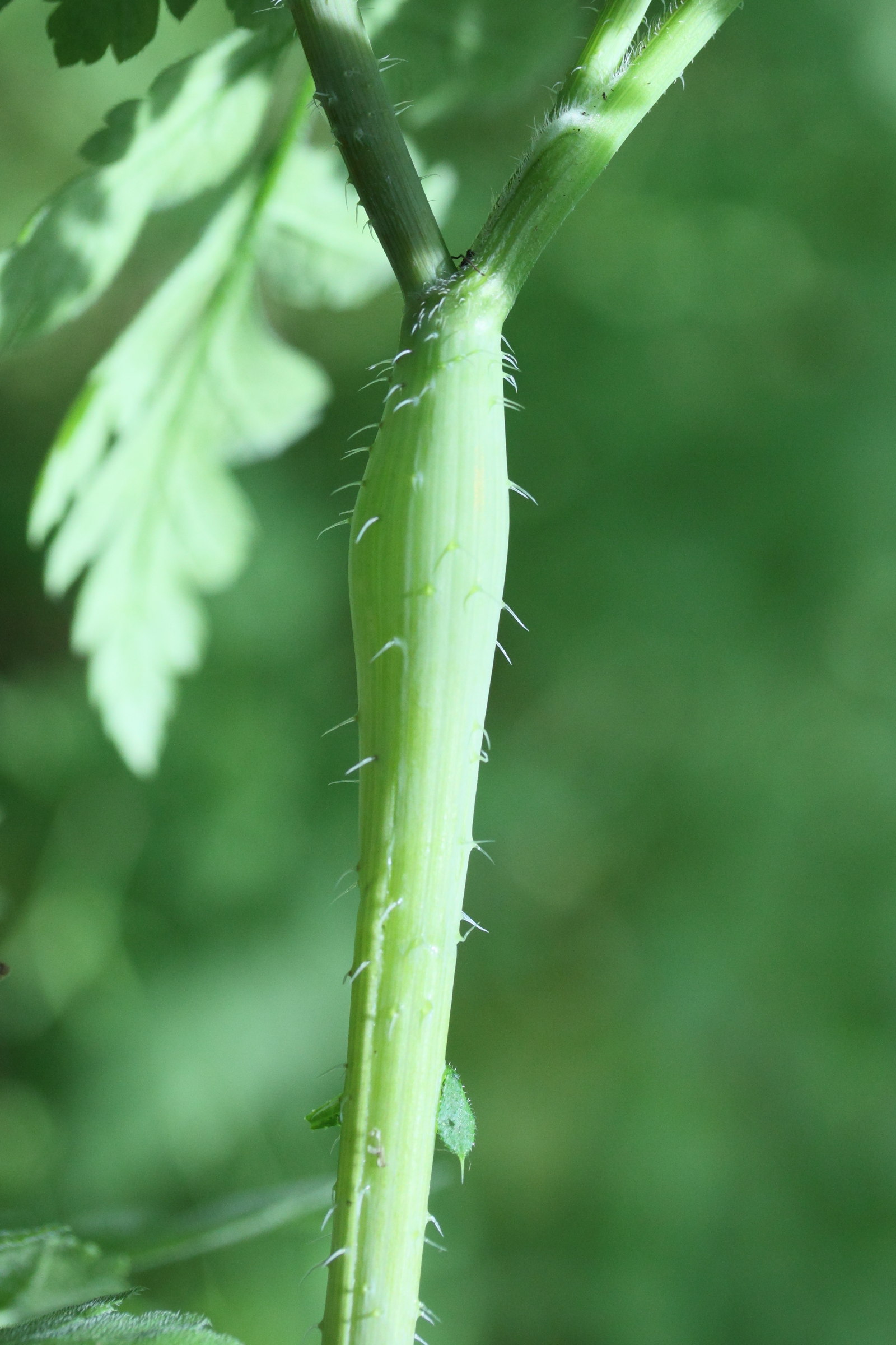 myrrhoides_nodosa2md