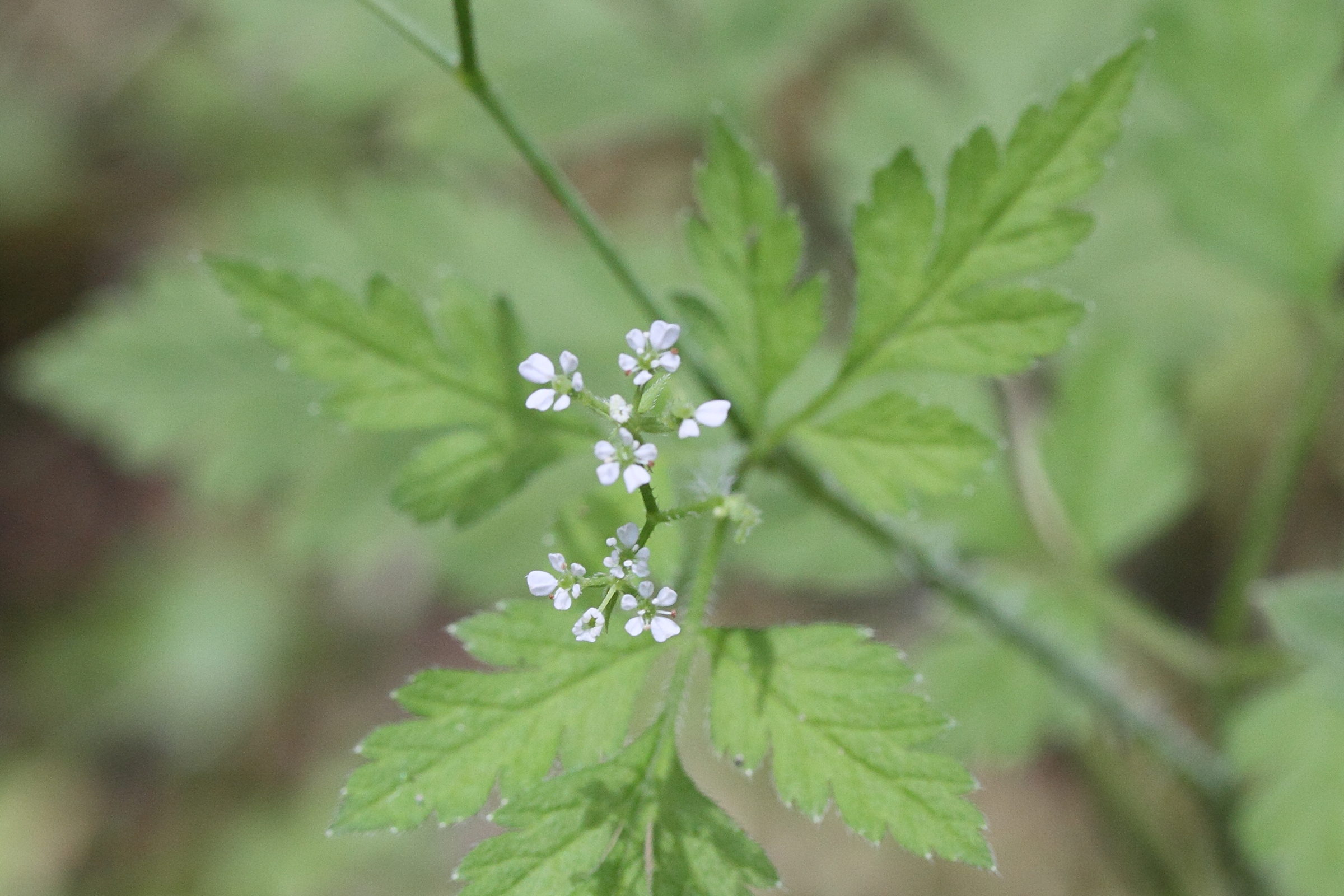 myrrhoides_nodosa3md